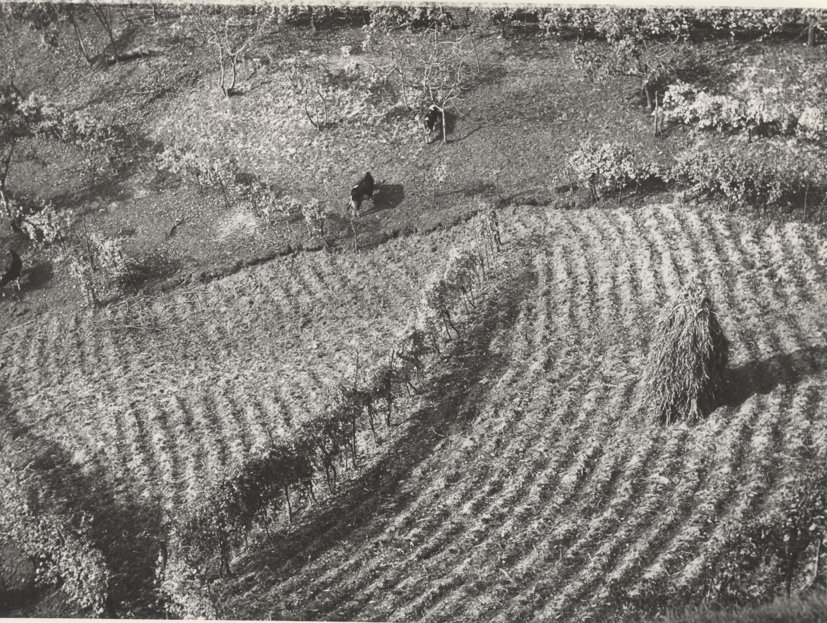 Vino Asolo DOCG: Cantine e Esportazione, editorial photograph