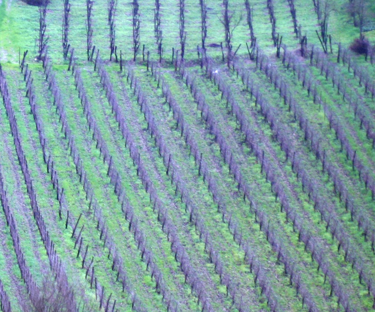 Esportare Vini Avellino: Guida Cantine Italiane, editorial photograph