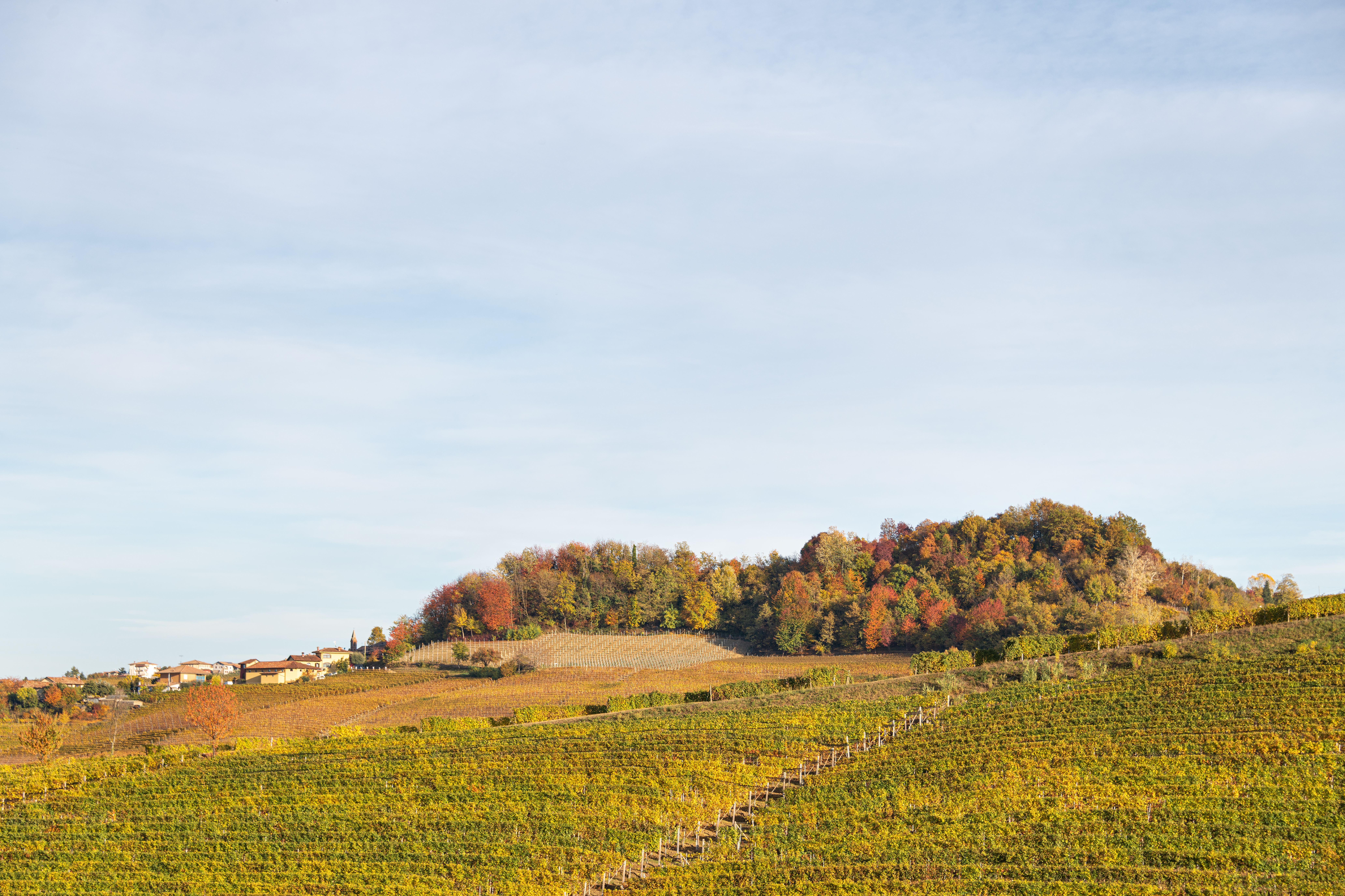 Barolo DOCG: Esporta il Re dei Vini Italiani, editorial photograph