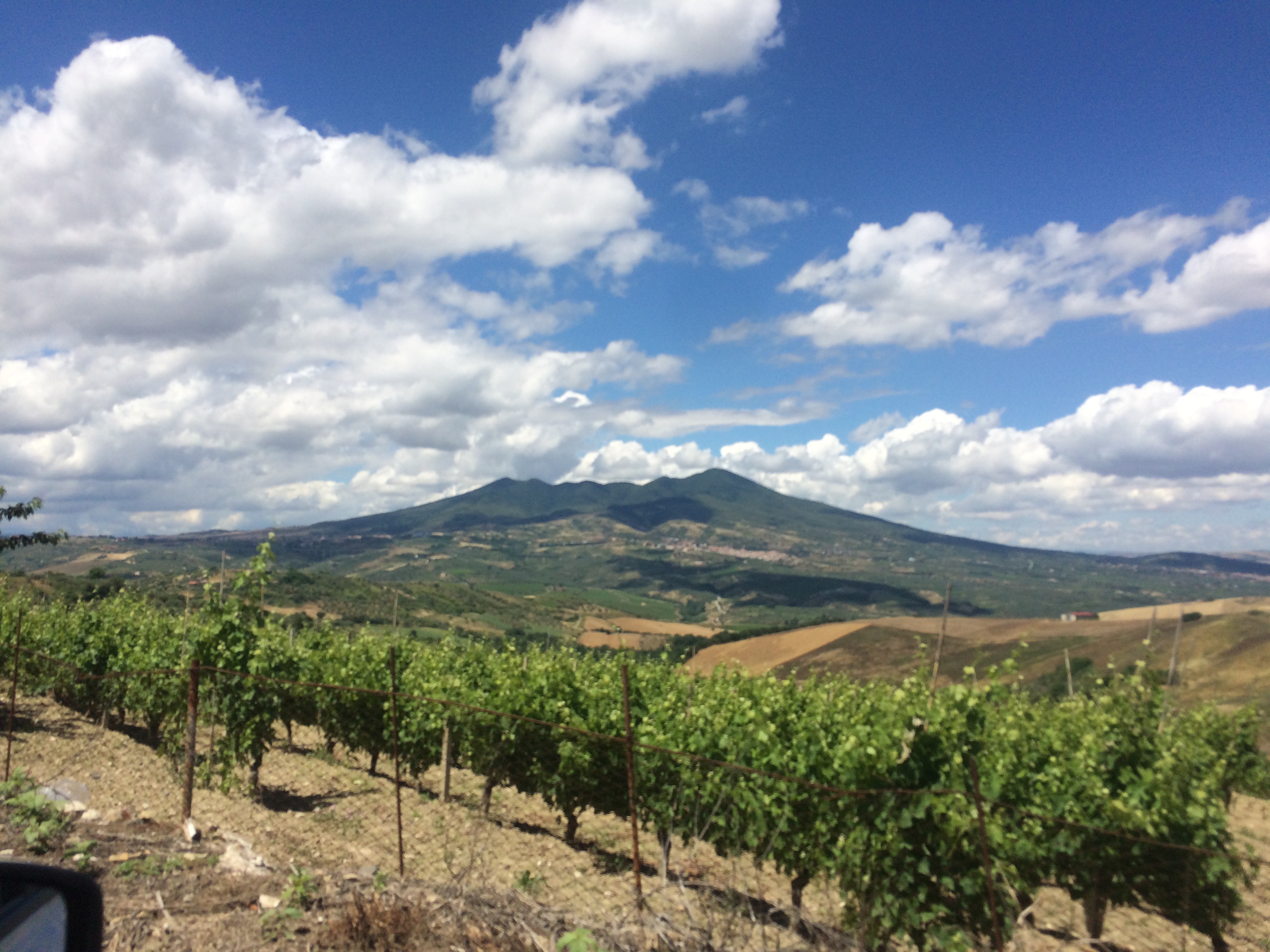 Vino Basilicata: Guida per importatori esteri, editorial photograph