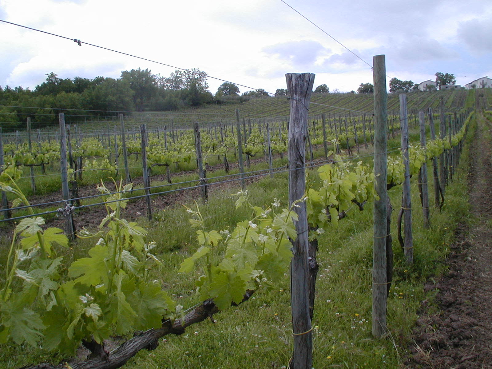 Vino Campania: Guida per importatori esteri, editorial photograph