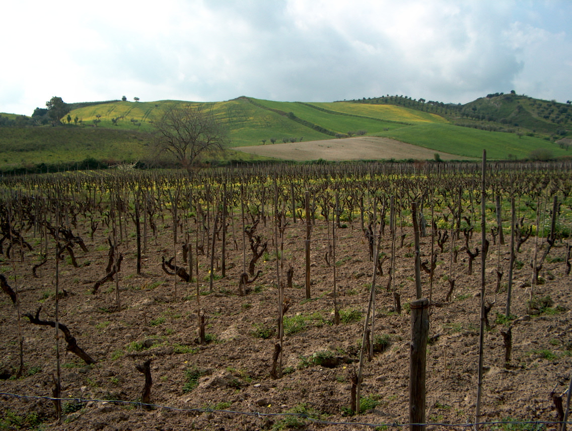 Cirò: Exporting Calabrian Wine, editorial photograph