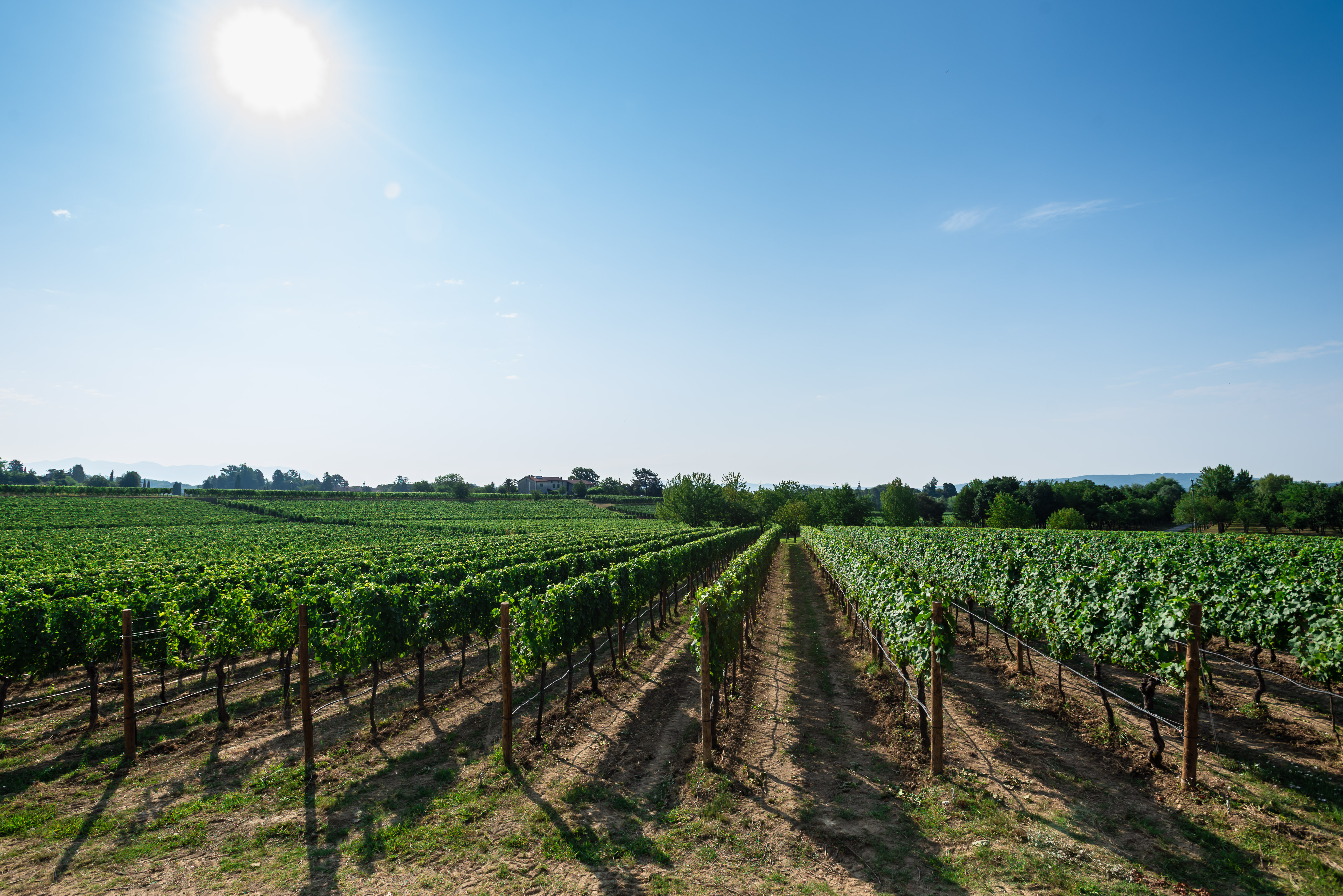 Friuli Wine: Wineries and Export, editorial photograph