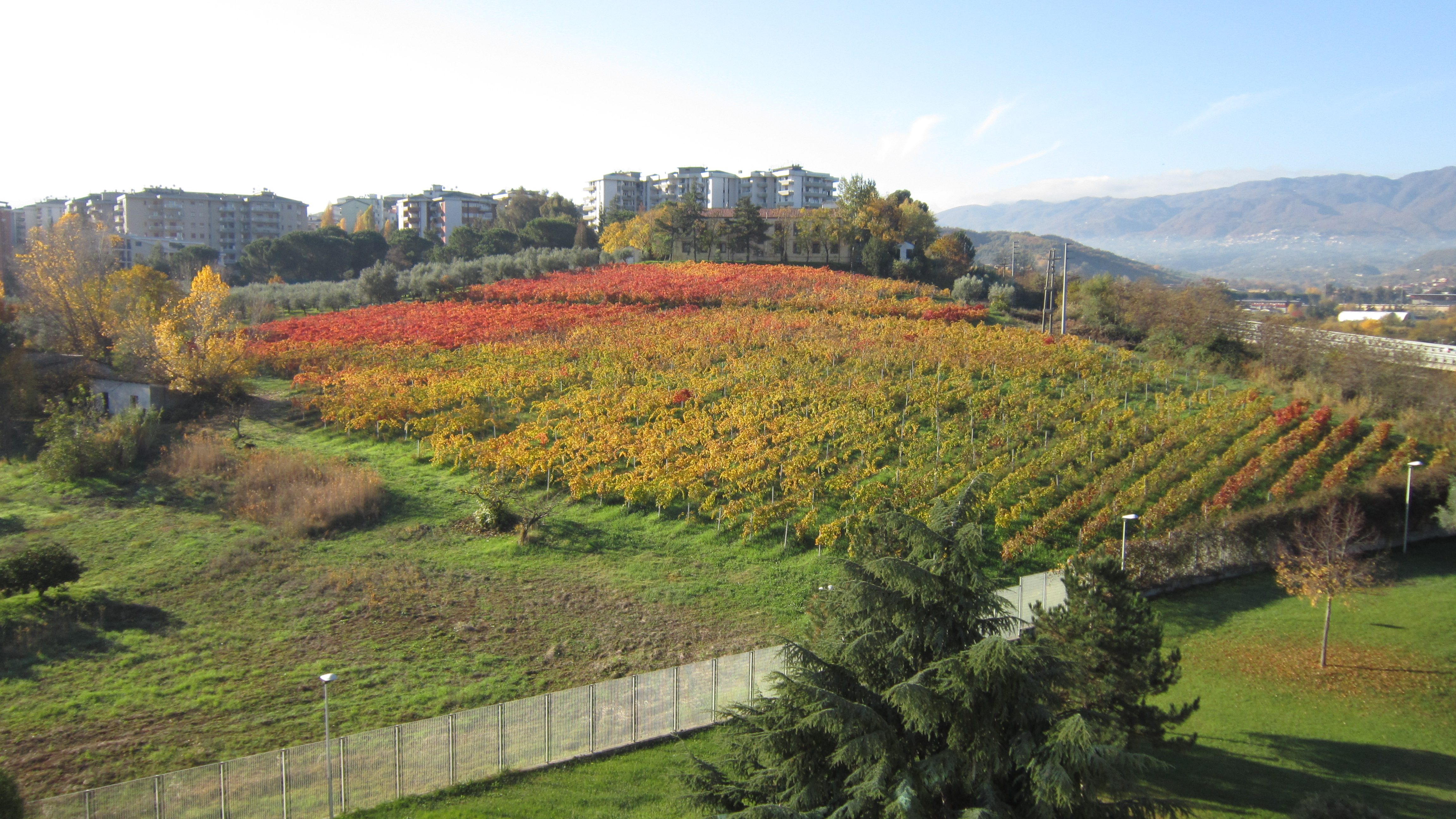 Exporting Cosenza Wine: Winery Guide, editorial photograph