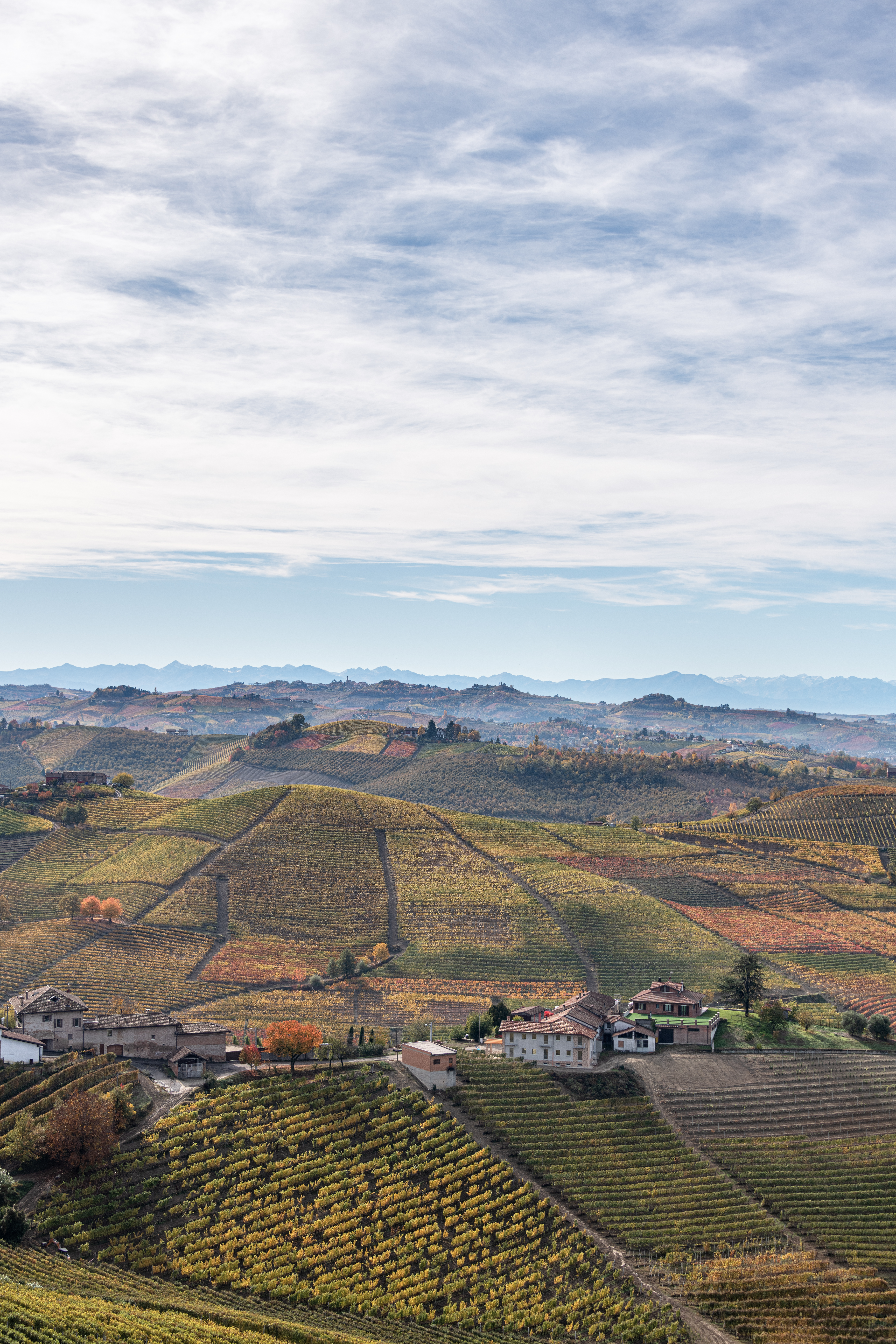 Vins de Cuneo : Guide pour les Caves à l'Export, photographie éditoriale