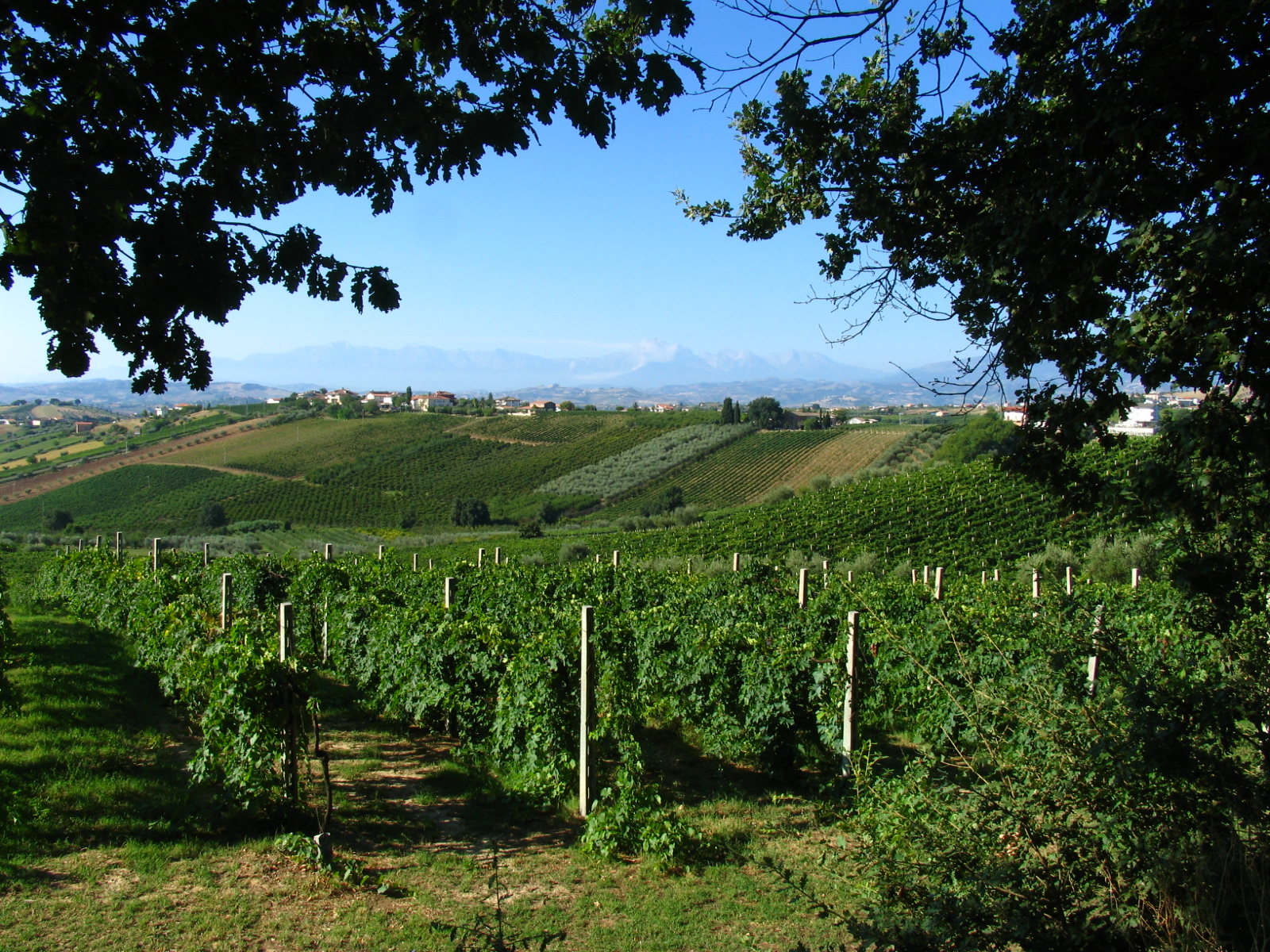 Wein aus der Emilia-Romagna exportieren: Leitfaden für Importeure, redaktionelles Foto