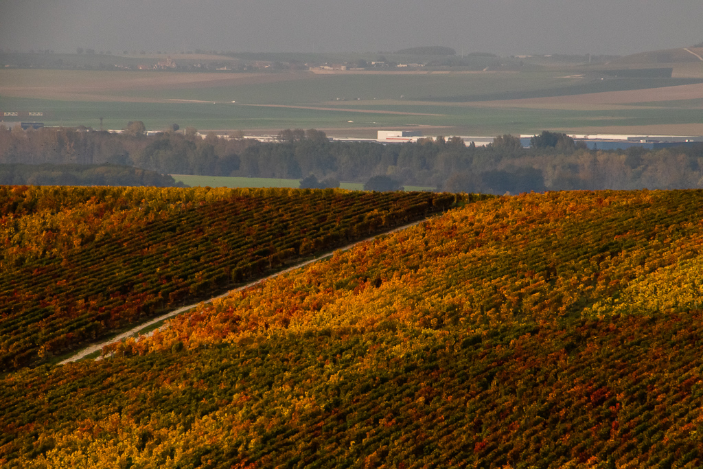 Exporting Italian wine: strategies and Champagne comparison, editorial photograph