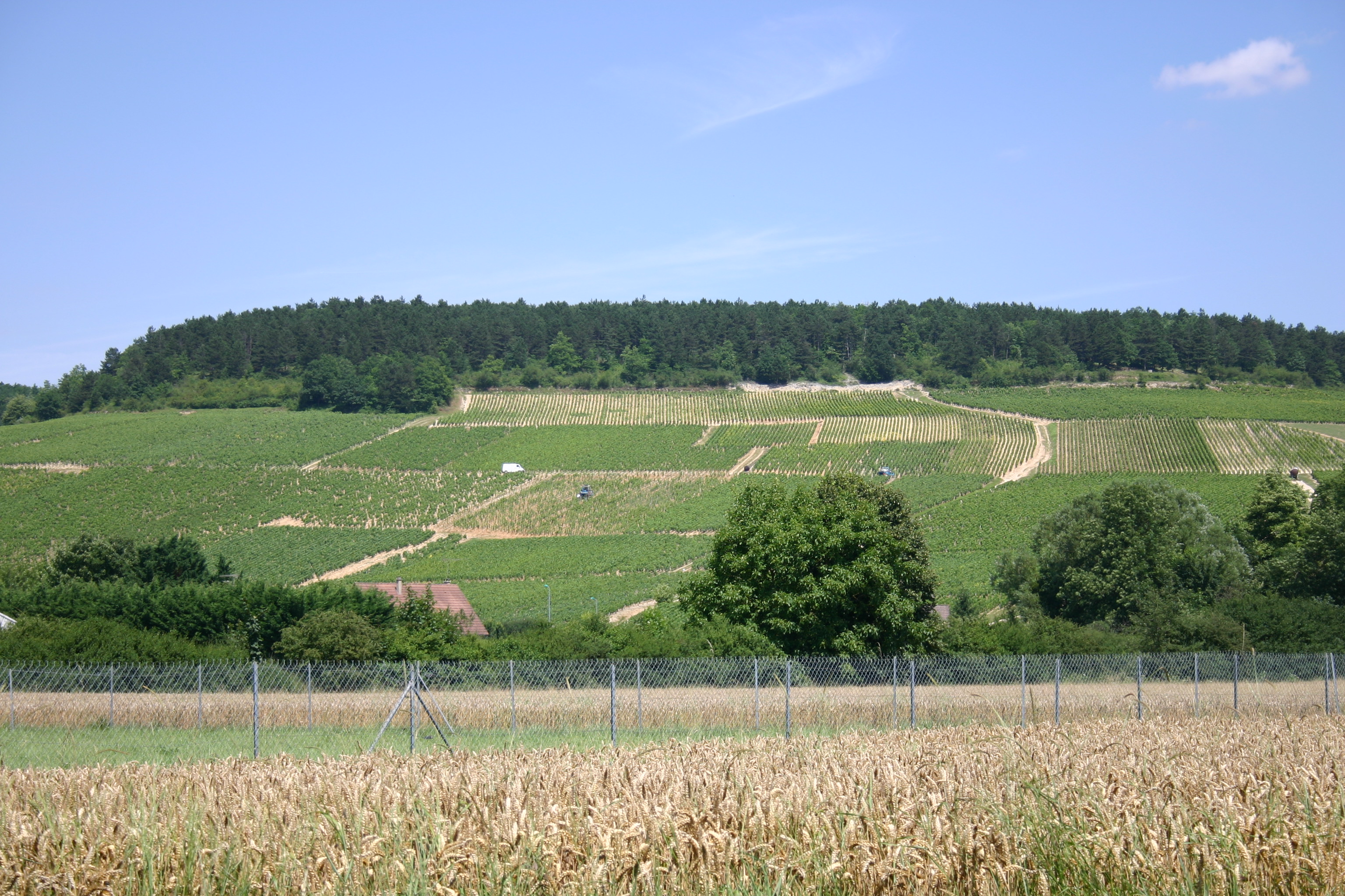 Wein-Export: Lektionen vom Chablis, Editorial-Fotografie
