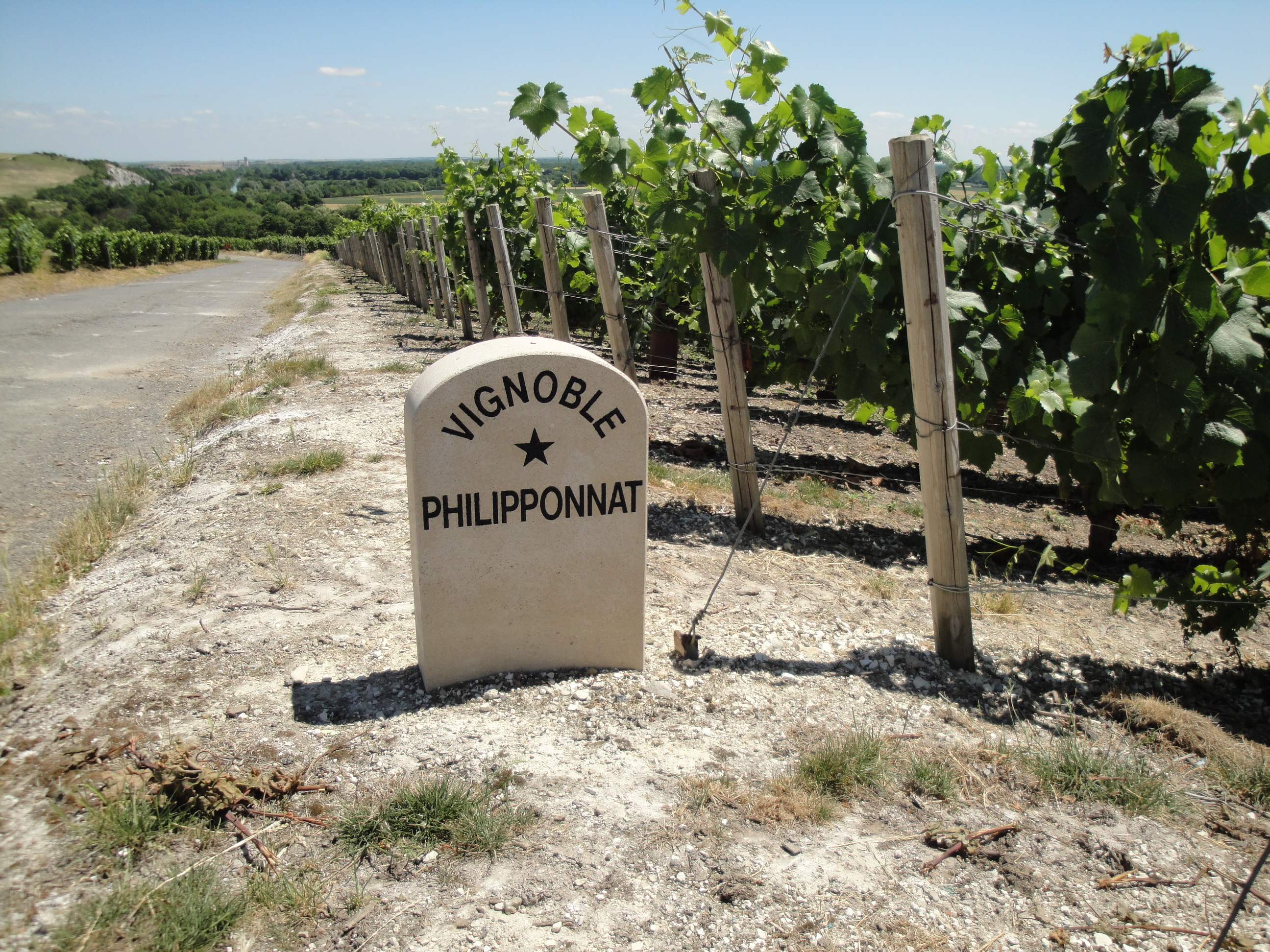 Esportare vino: lezioni da Philipponnat, editorial photograph