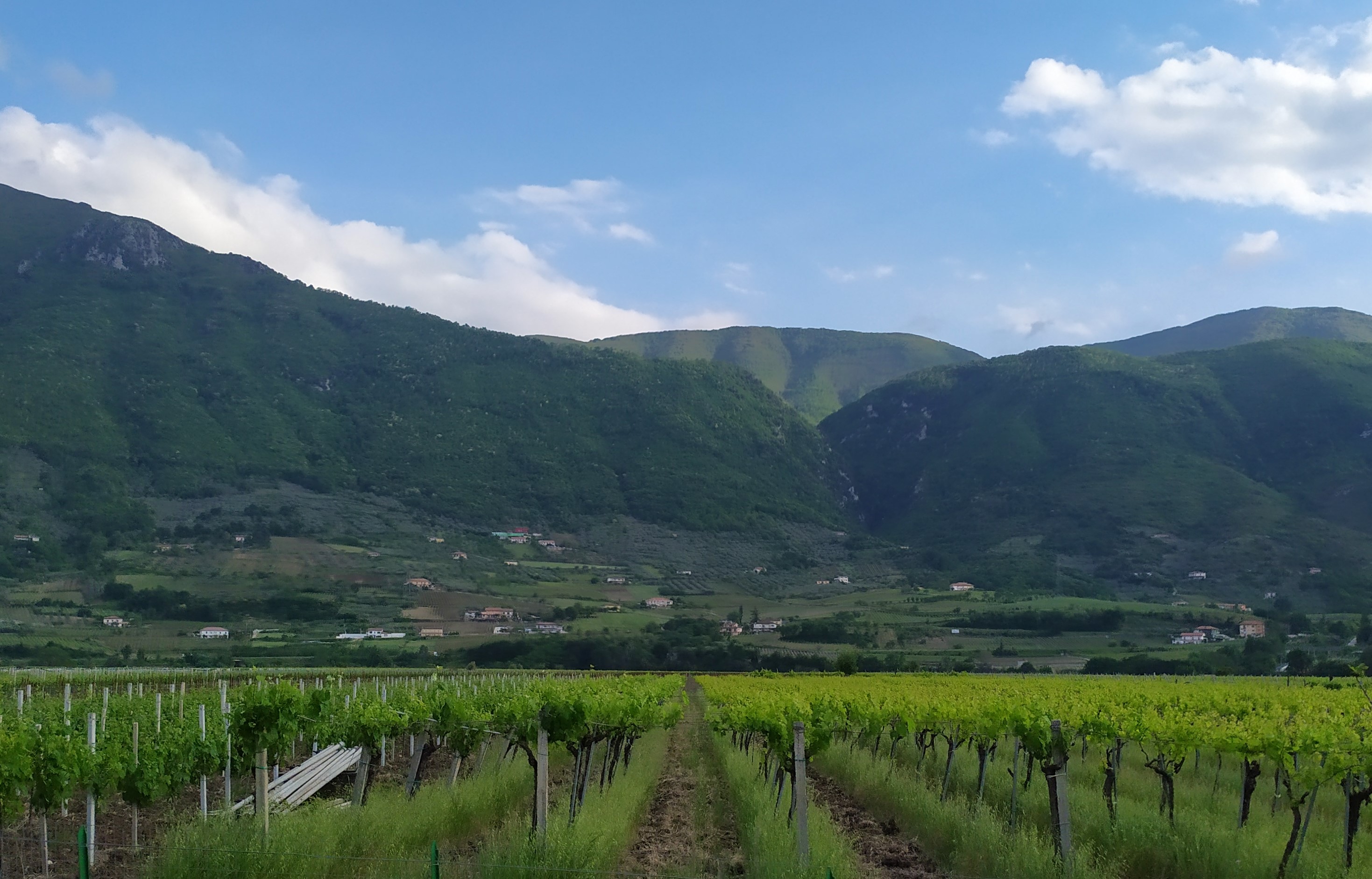 Export von Foggia-Weinen: Leitfaden für Weingüter, redaktionelle Fotografie