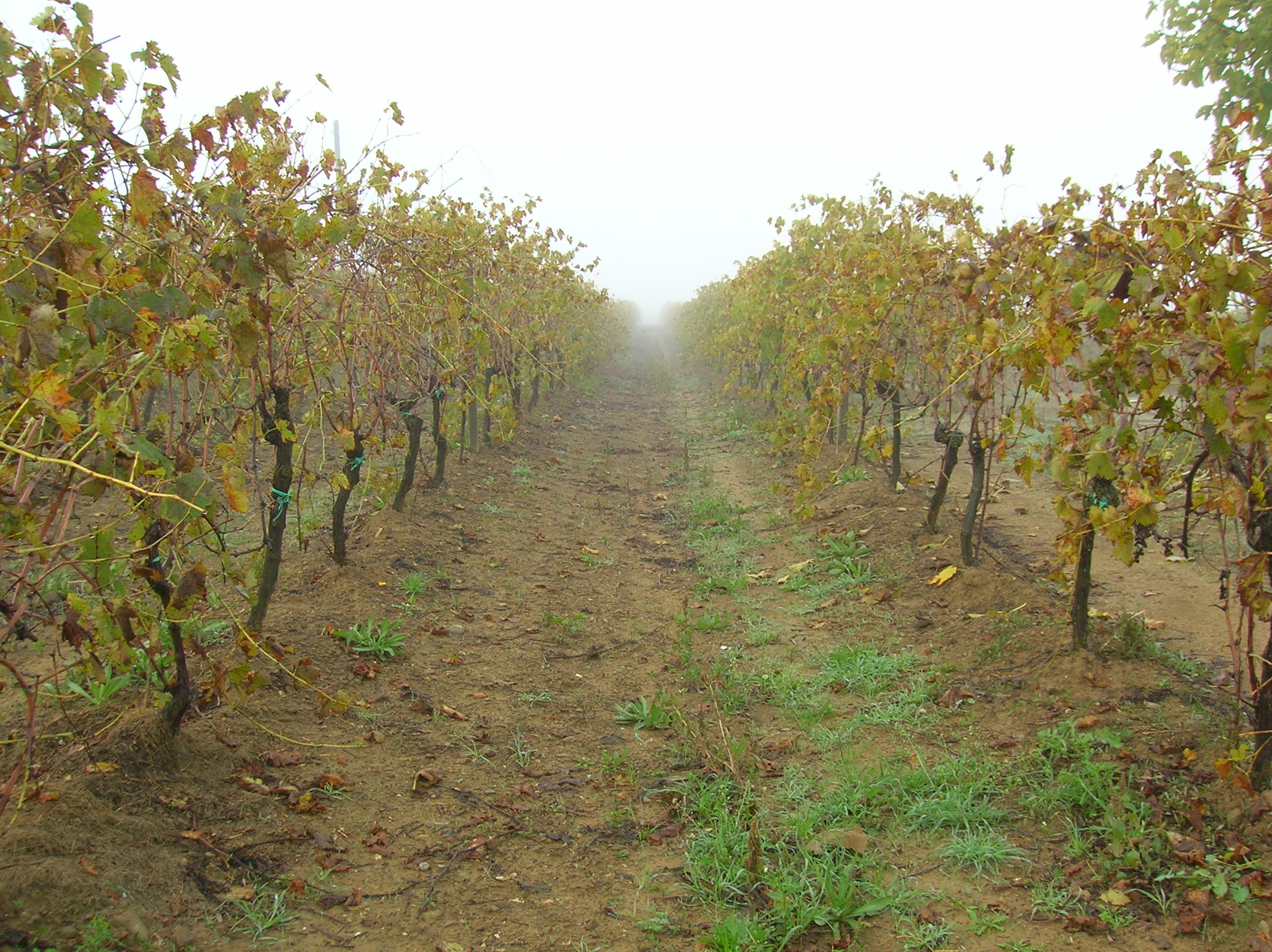Export von Wein aus Grosseto: Ein Leitfaden für Weingüter, redaktionelle Fotografie