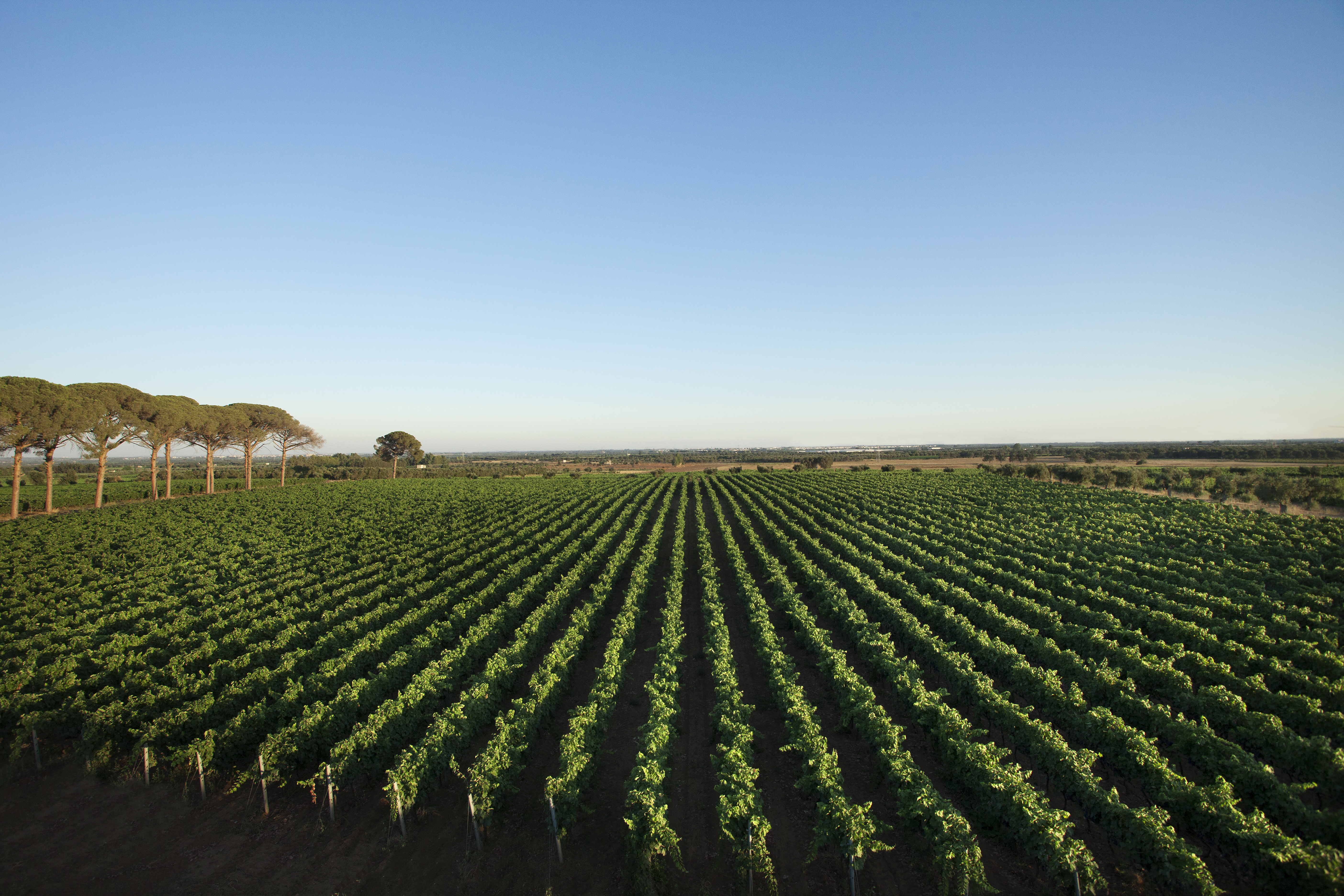 Export von Salento-Weinen: Leitfaden für Weingüter aus Lecce, redaktionelles Foto