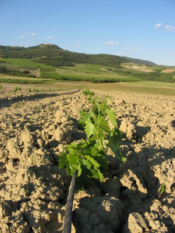 Esportare Brunello DOCG Montalcino per Cantine, editorial photograph
