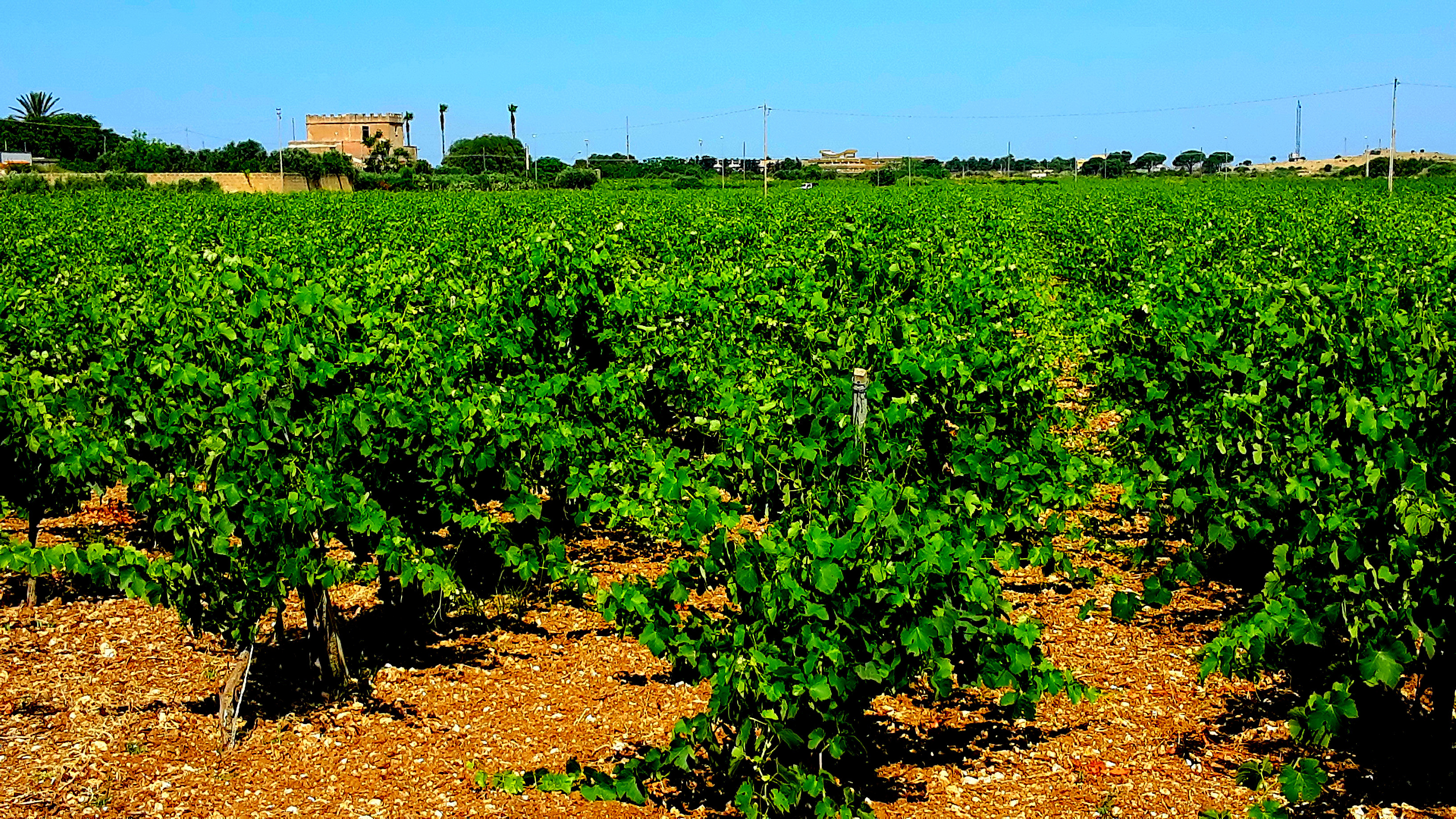 Cantine Palermo: Esportare Vino Italiano, editorial photograph