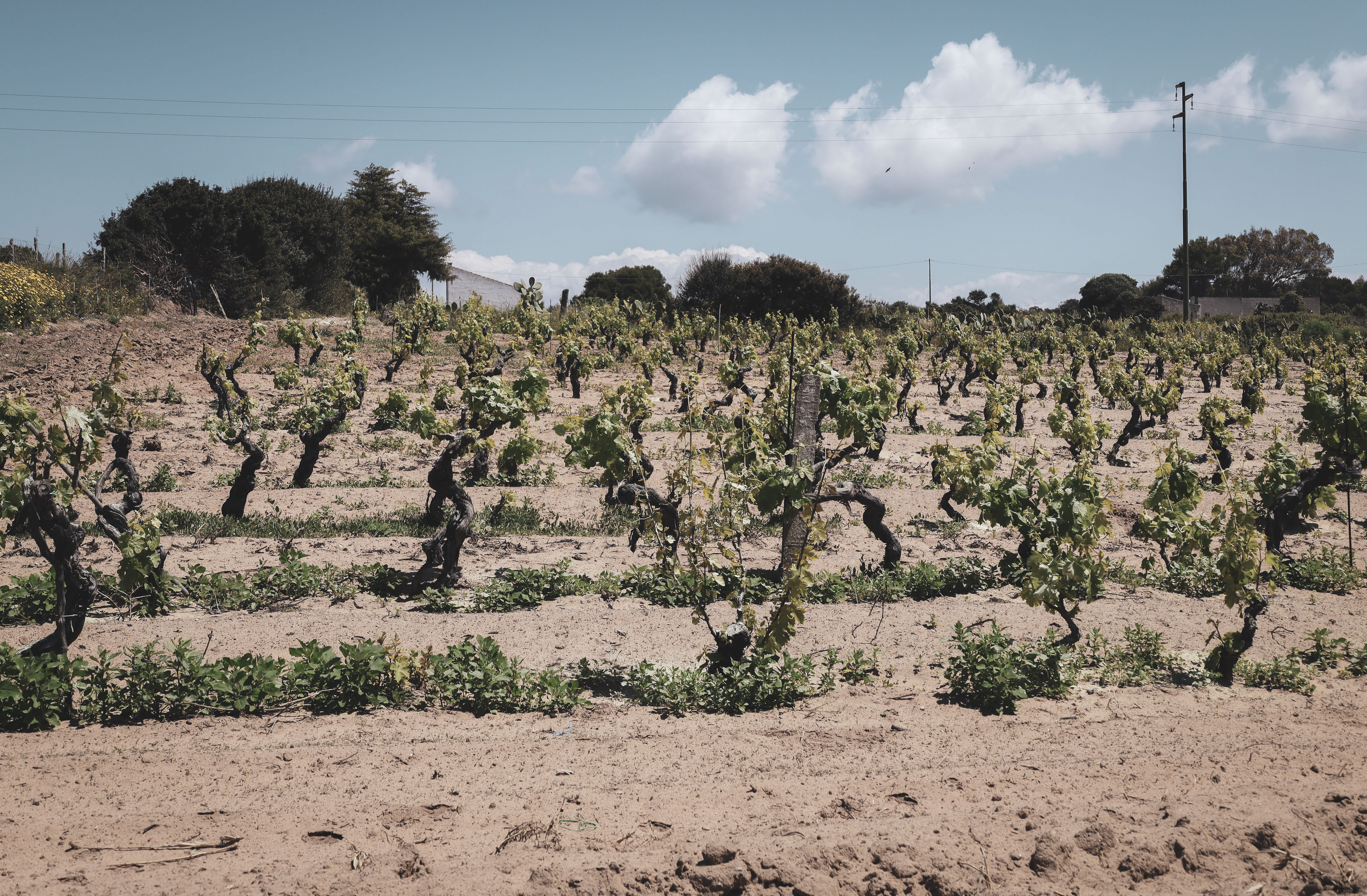 Export Sardinian Wine: A Buyer's Guide, editorial photograph