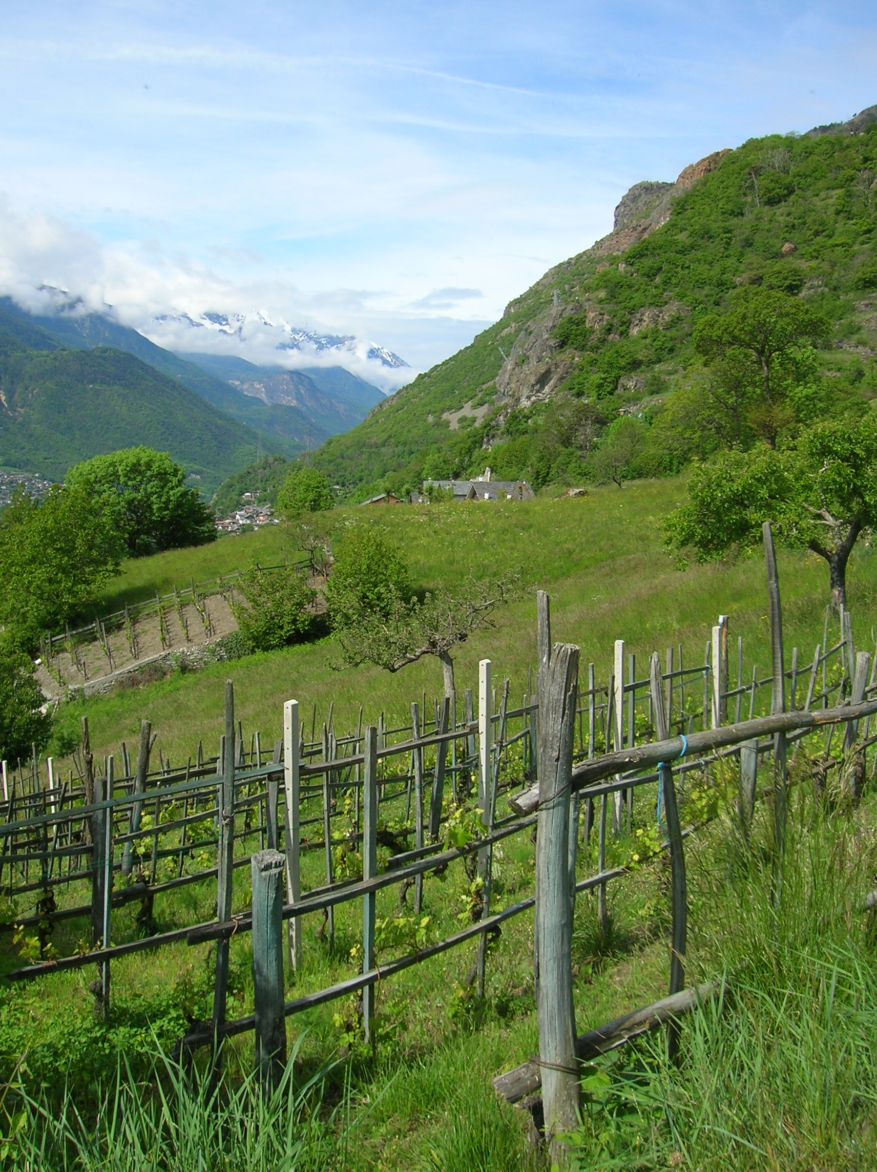 Vino Valle d'Aosta: Guida per importatori, editorial photograph