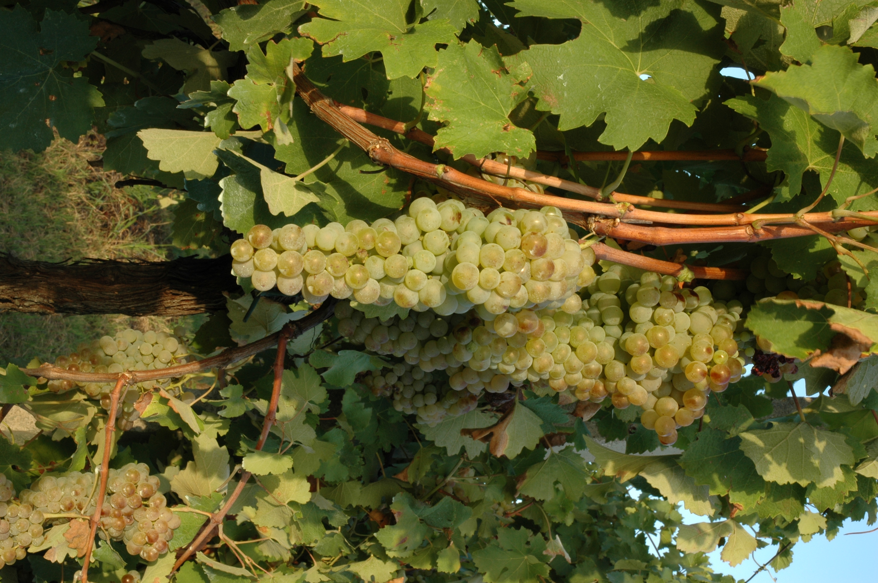Albana Rebstock, Weintrauben Foto