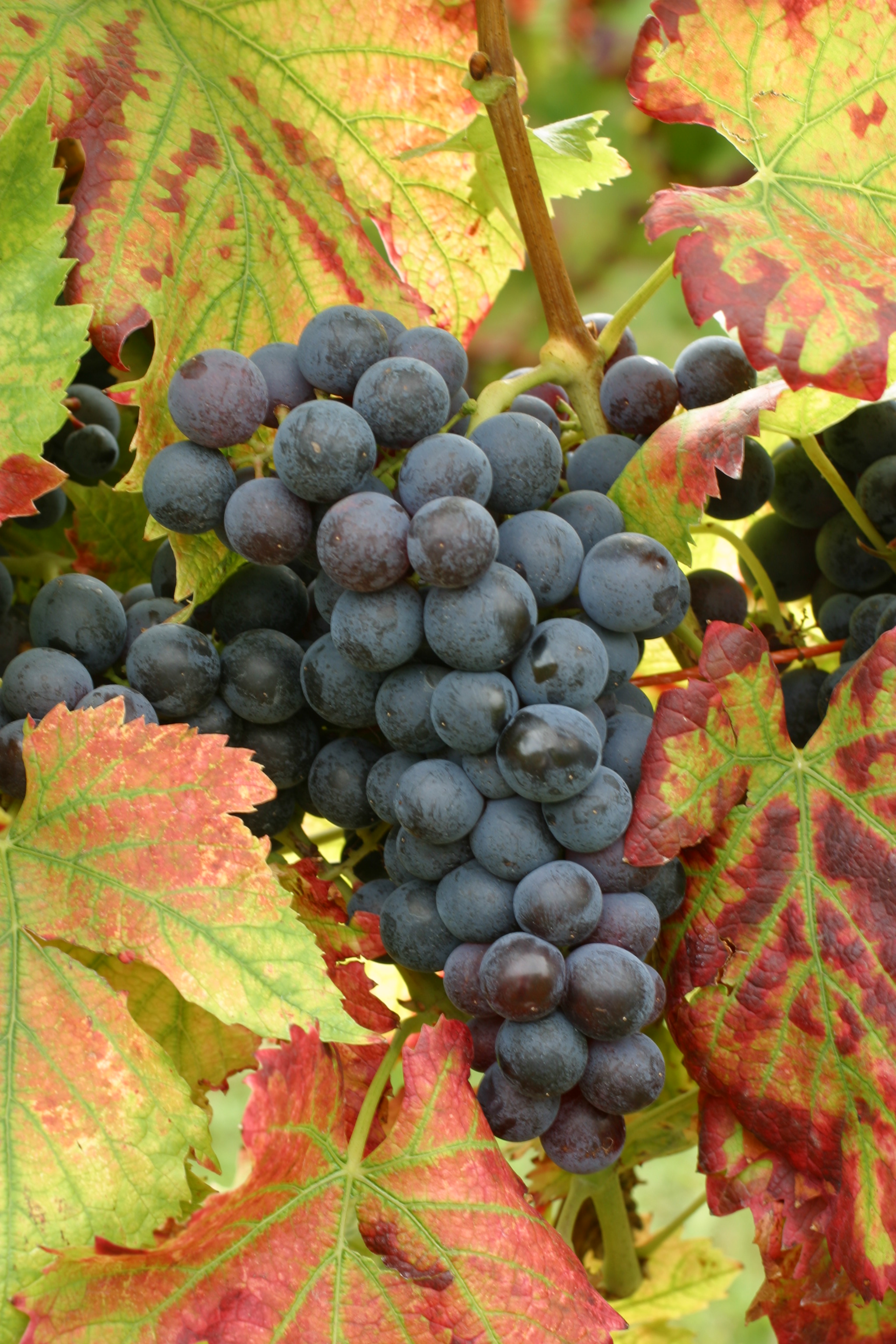 Cépage Aleatico, photographie de grappes de vin