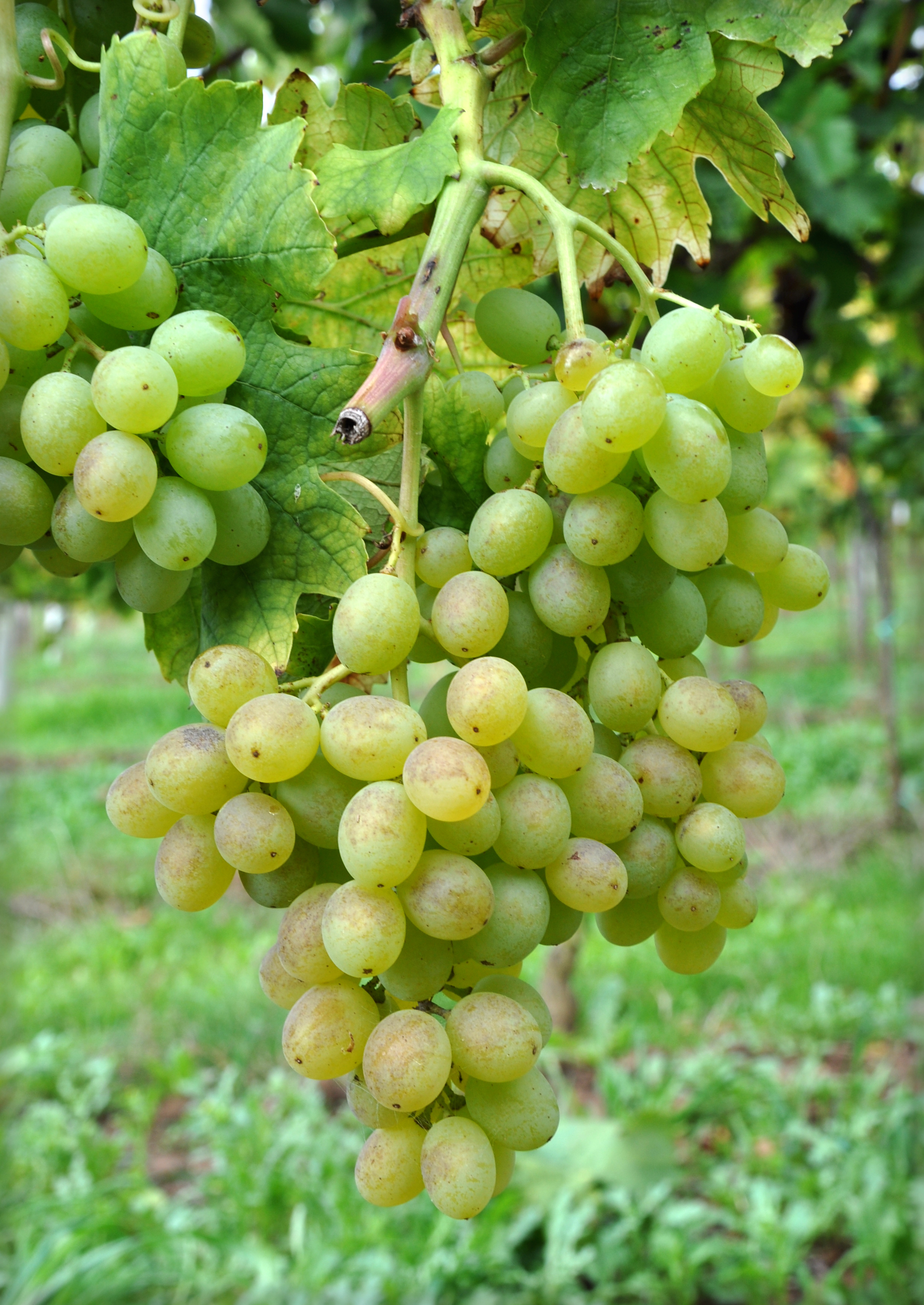 Ansonica grape variety, wine cluster photograph