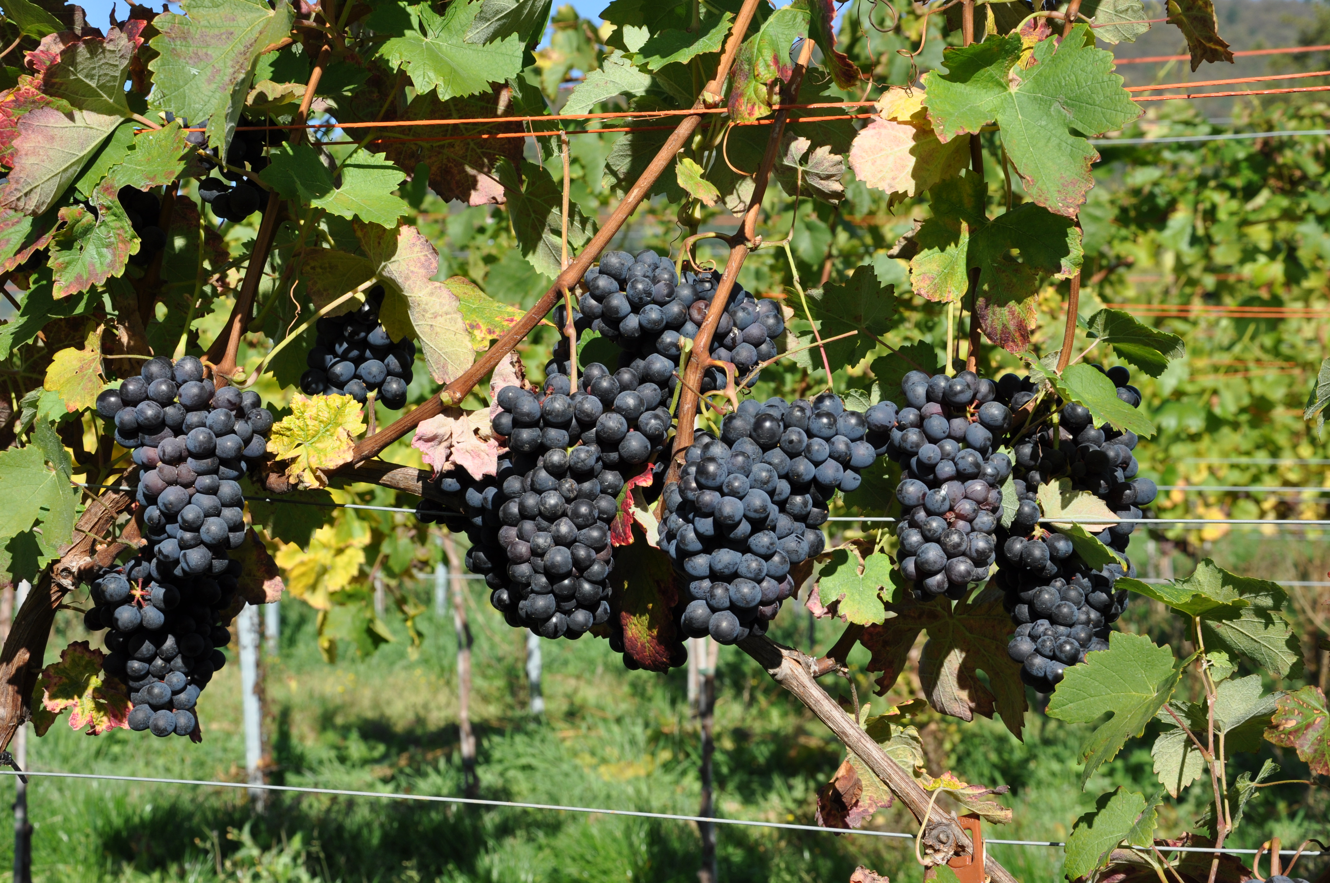 Barbera grape variety, wine cluster photograph