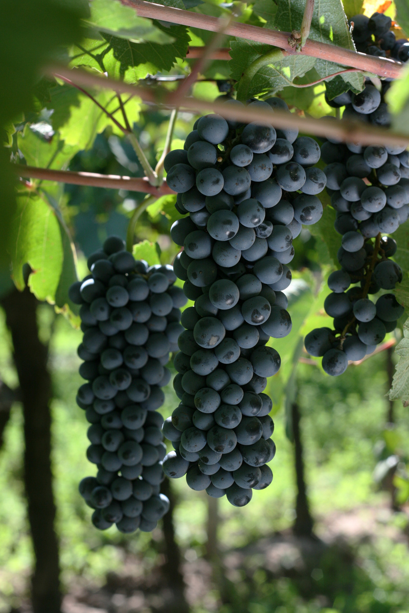 Bonarda grape variety, wine cluster photograph