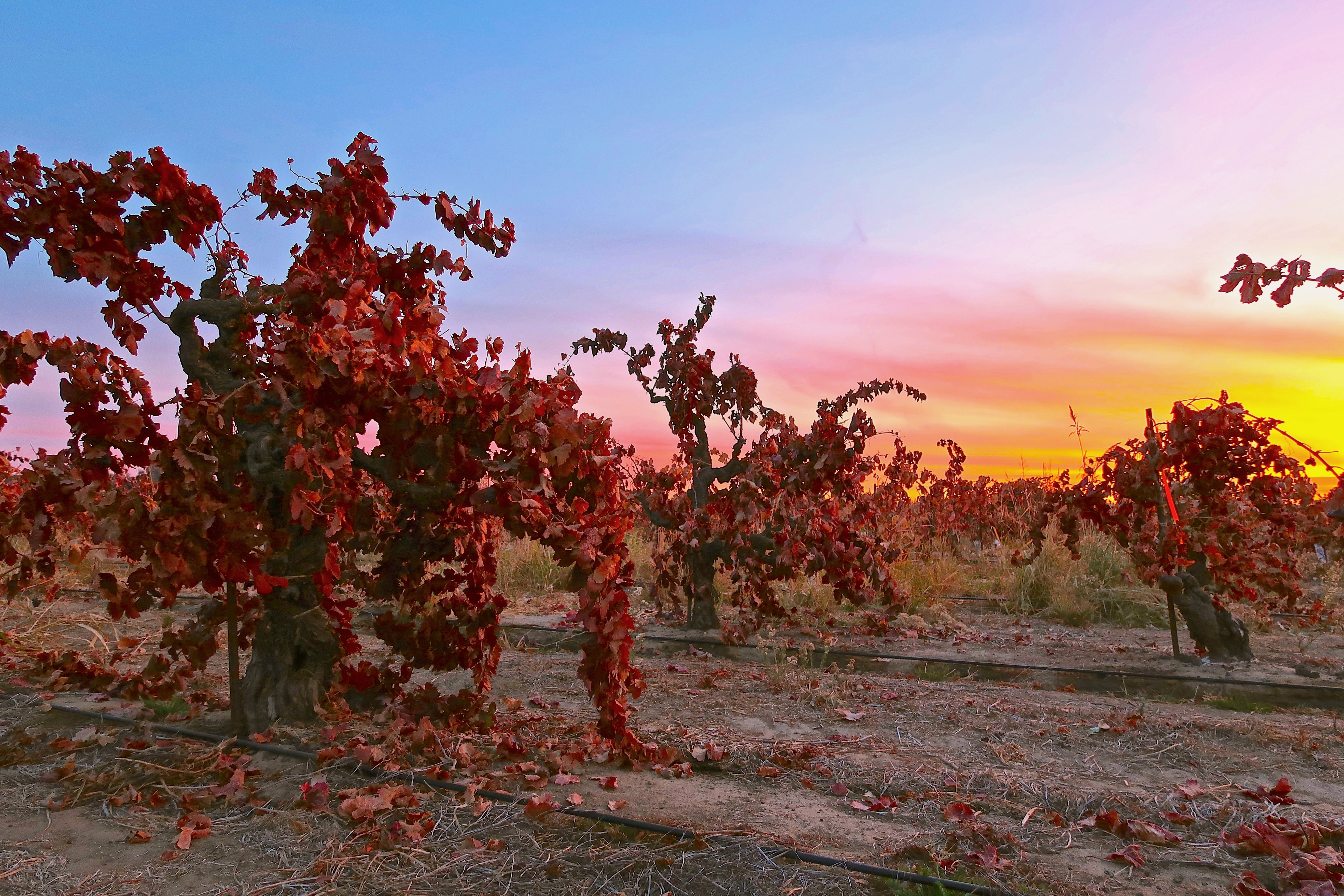 Variedad de uva Bovale, fotografía de racimo de vino