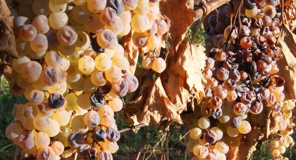 Cépage Cannellino, photographie de grappes de vin