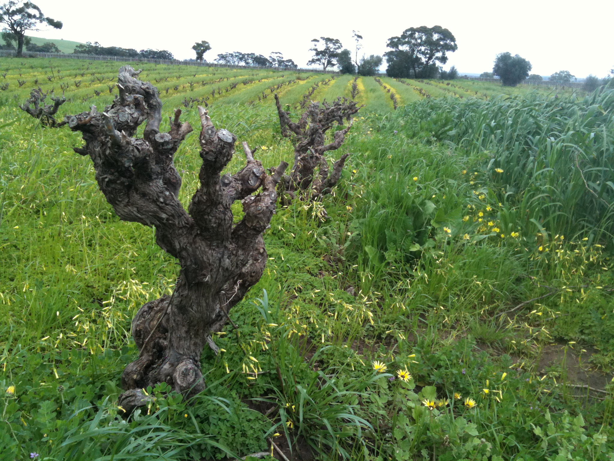 Cannonau grape variety, wine cluster photograph
