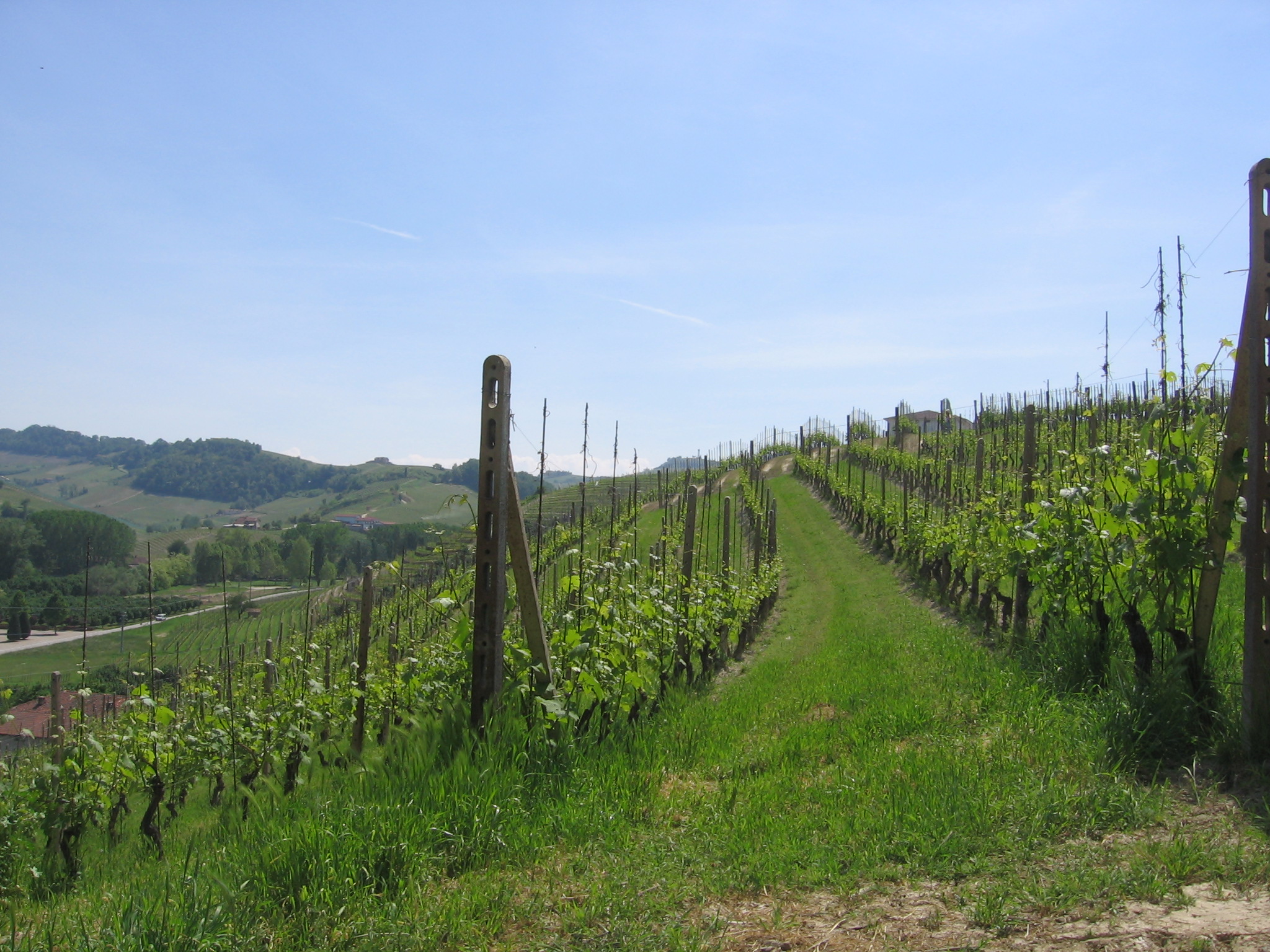 Cannubi grape variety, wine cluster photograph