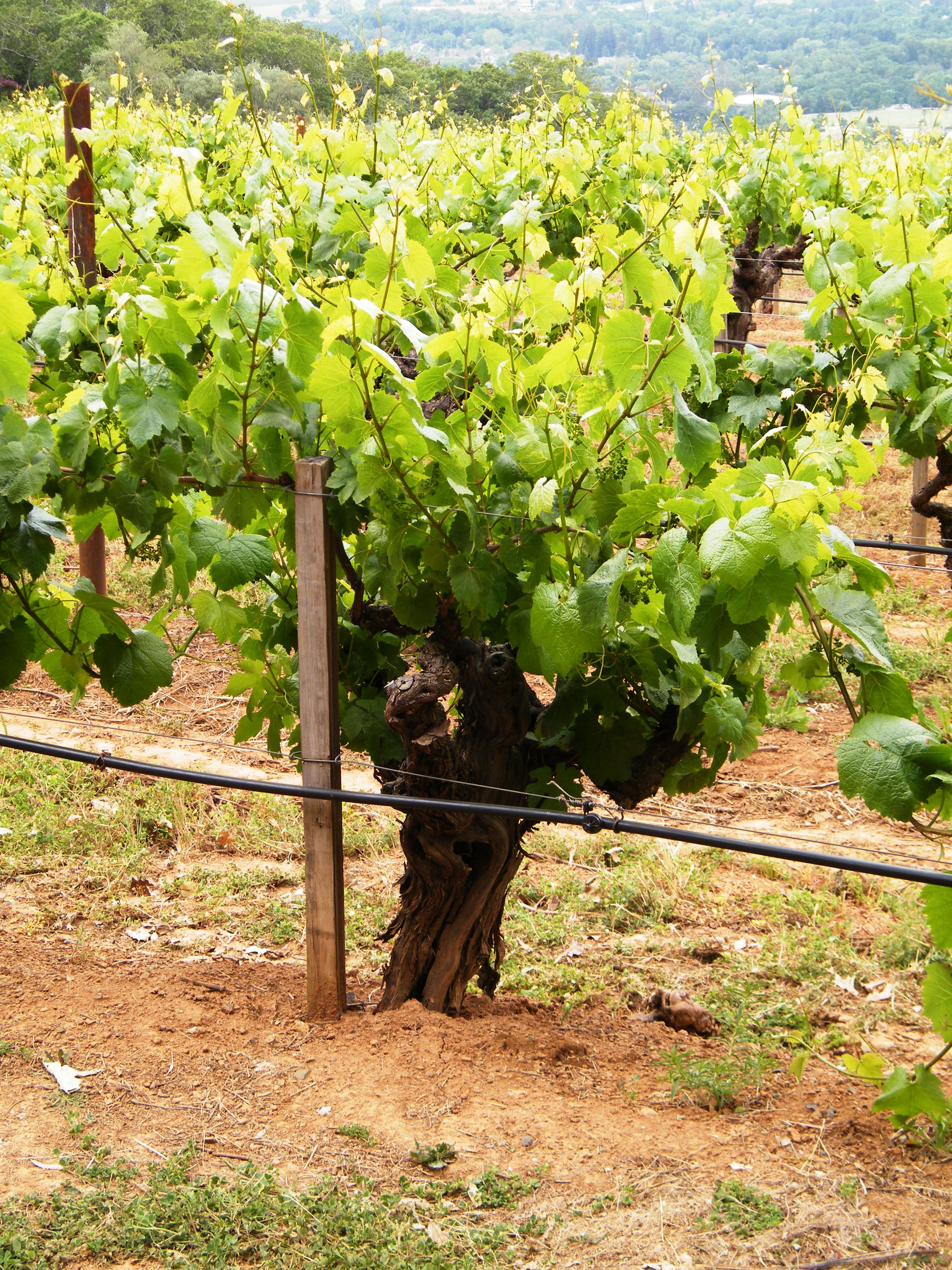 Chardonnay-Rebsorte, Wein-Trauben-Fotografie