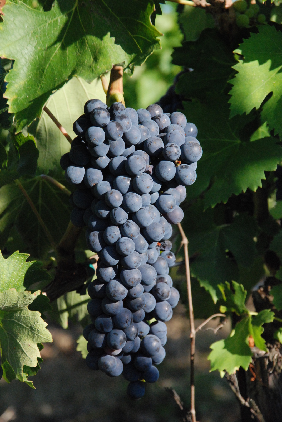Ciliegiolo grape variety, wine cluster photograph