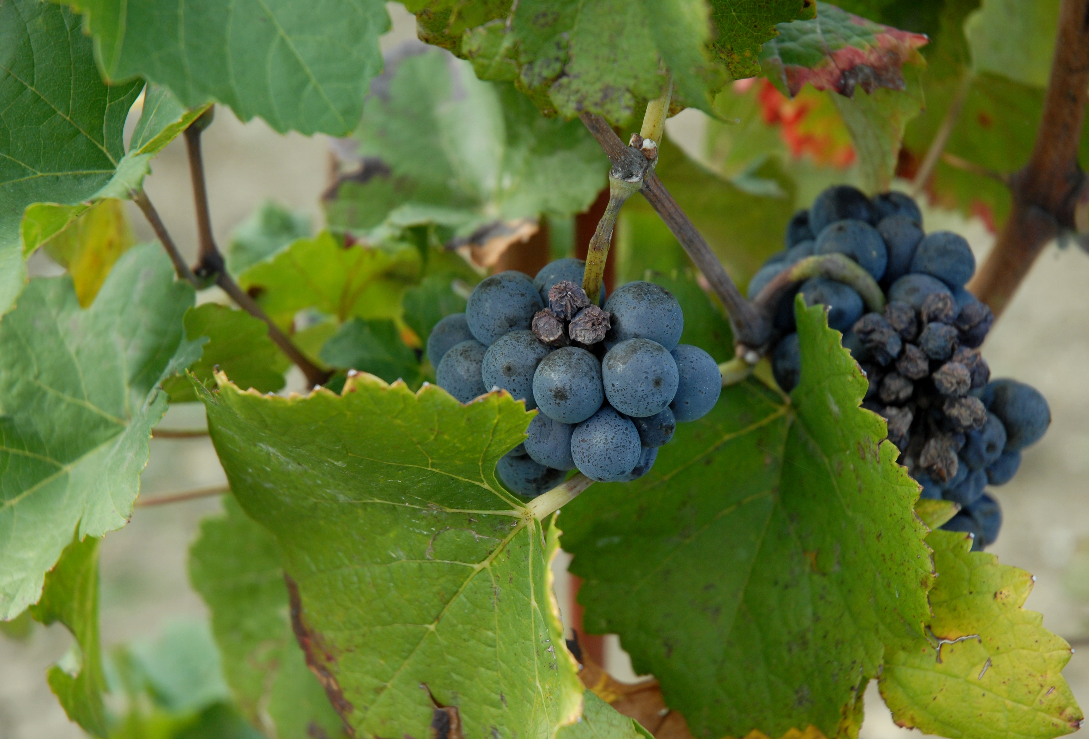 Croatina grape variety, wine cluster photograph