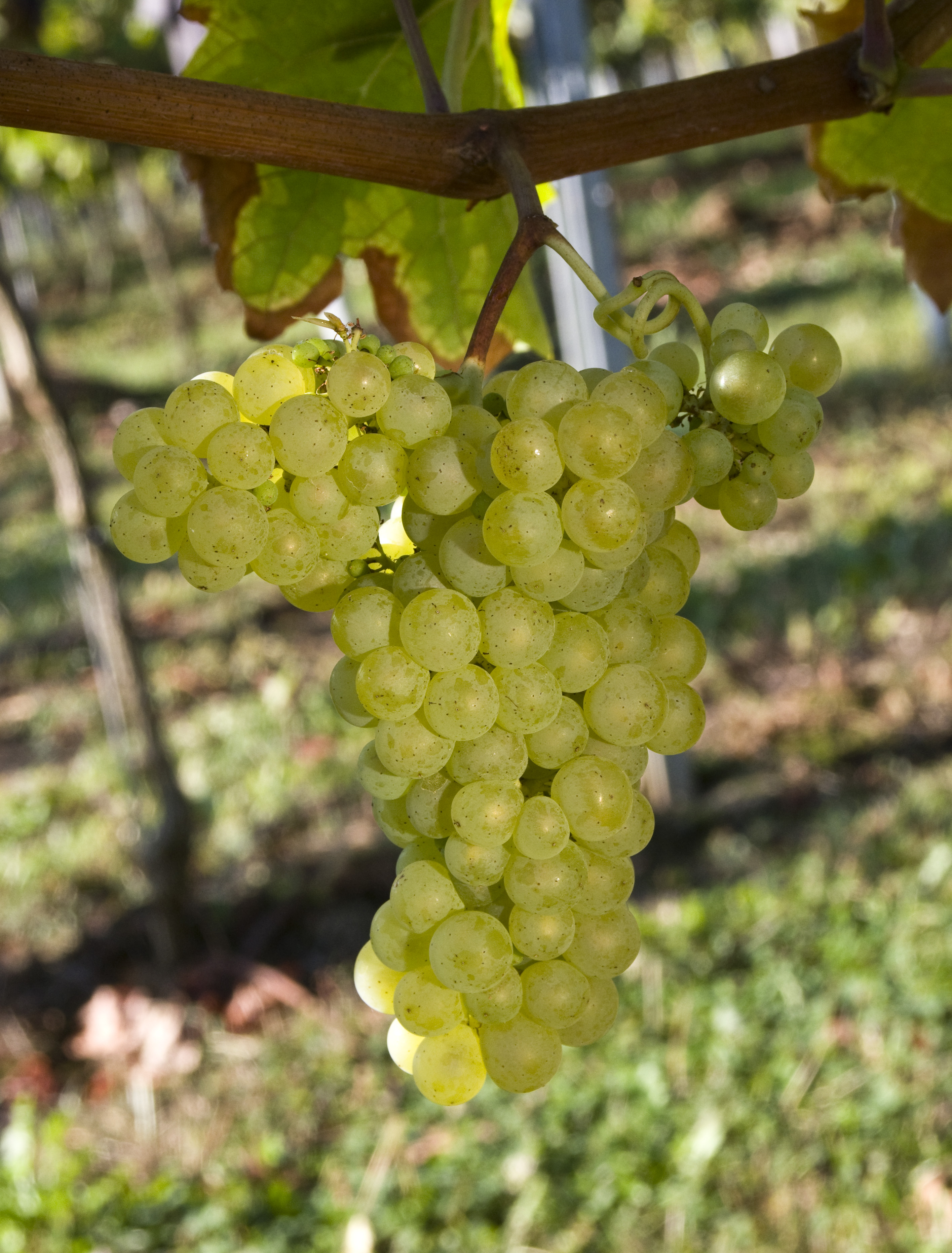 Friulano Rebsorte, Weinbeerentol fotografiert