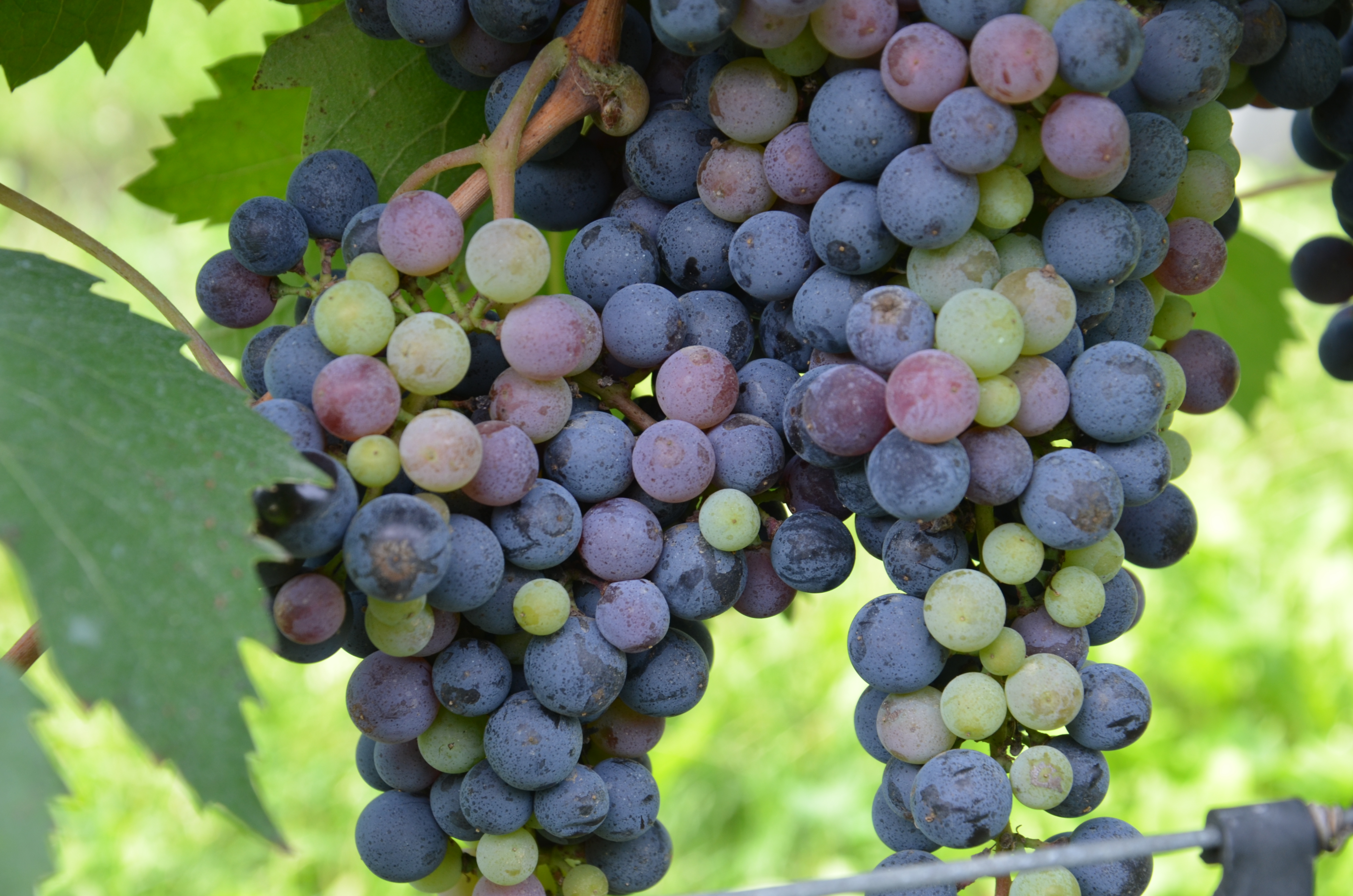 Friularo-Rebsorte, Weinrispenfotografie