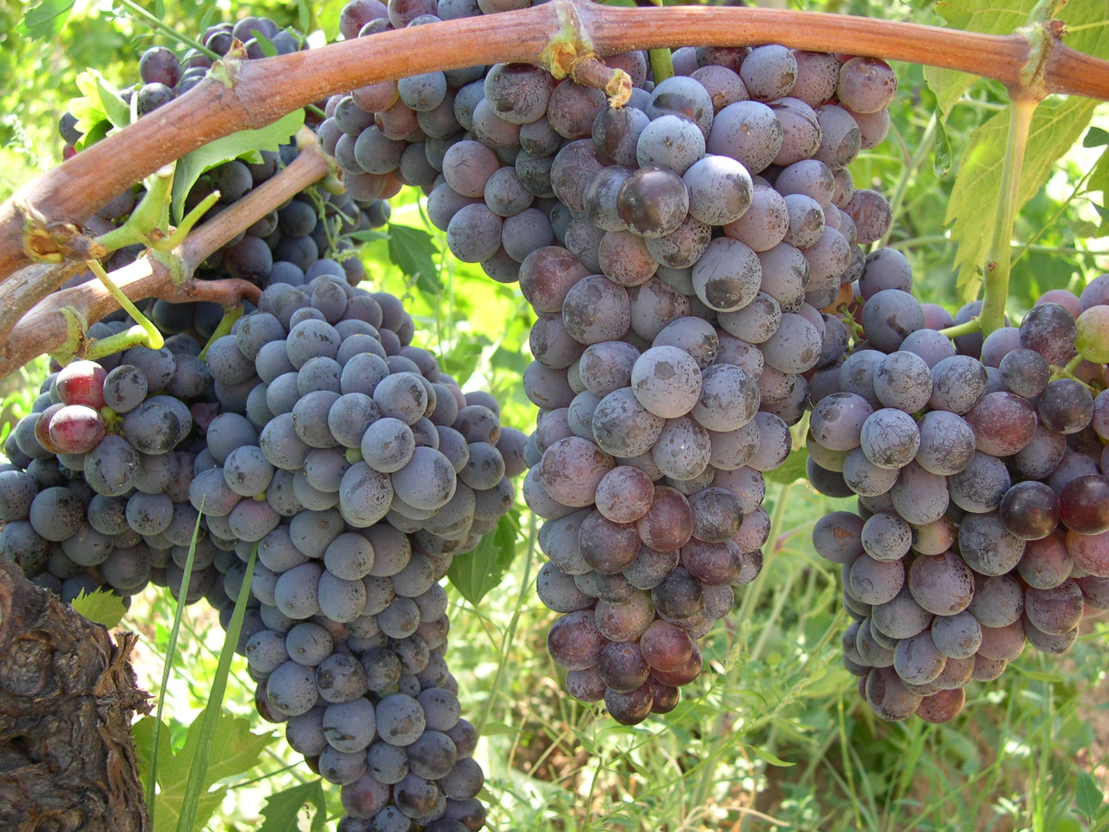 Variedad de uva Gaglioppo, fotografía de racimos de vino