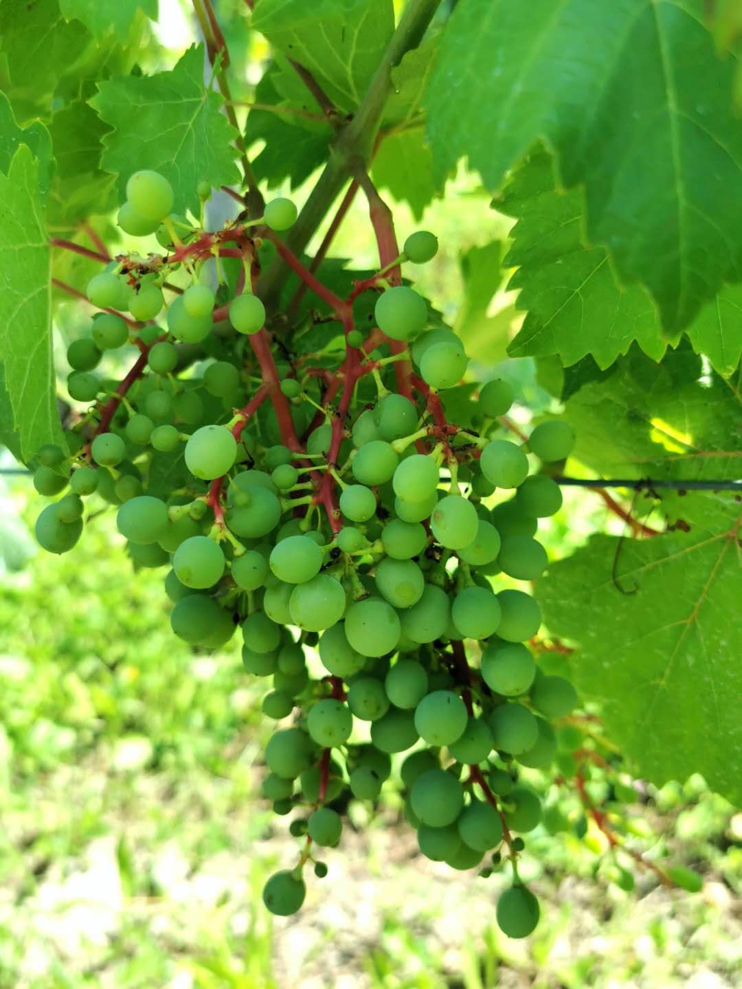 Gamba Pernice Traubensorte, Weinbeer-Foto