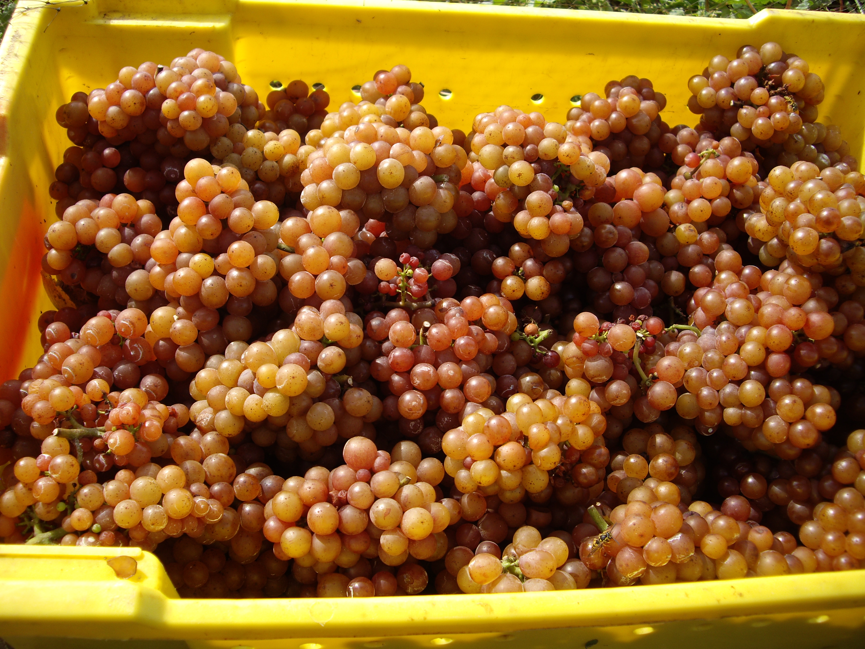 Gewurztraminer grape variety, wine cluster photograph