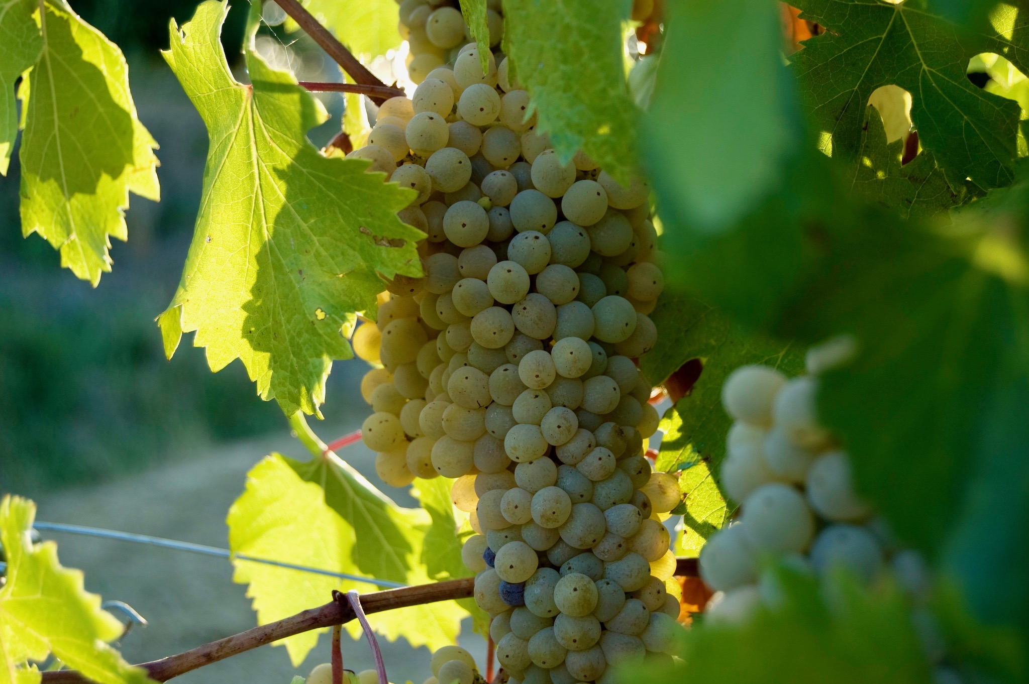 Grechetto grape variety, wine cluster photograph