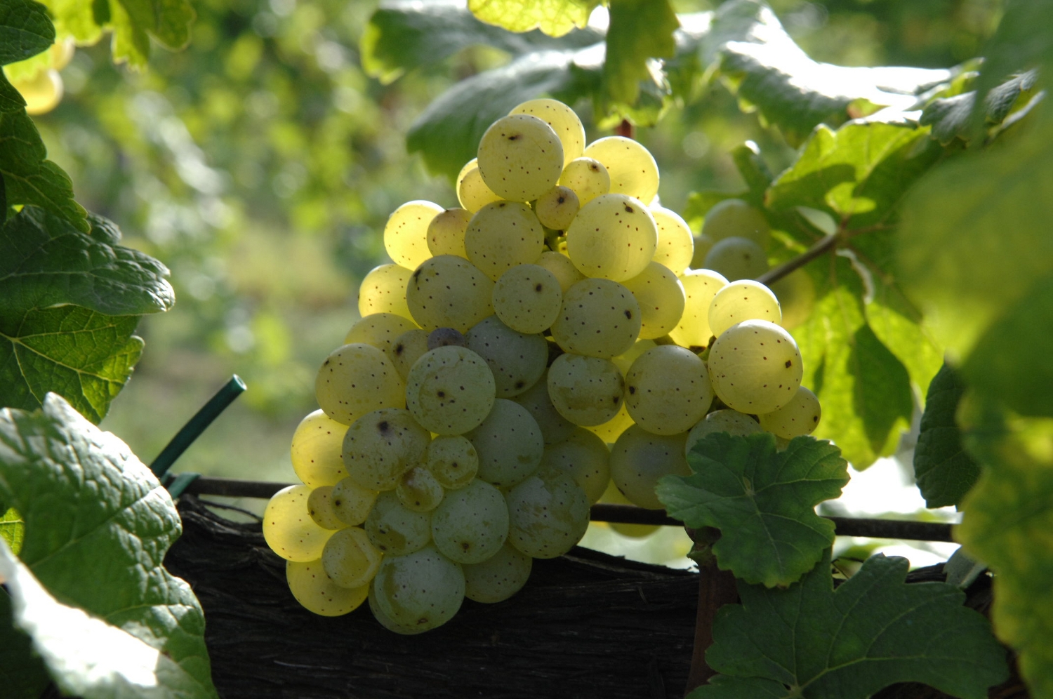 Incrocio Manzoni grape variety, wine cluster photograph