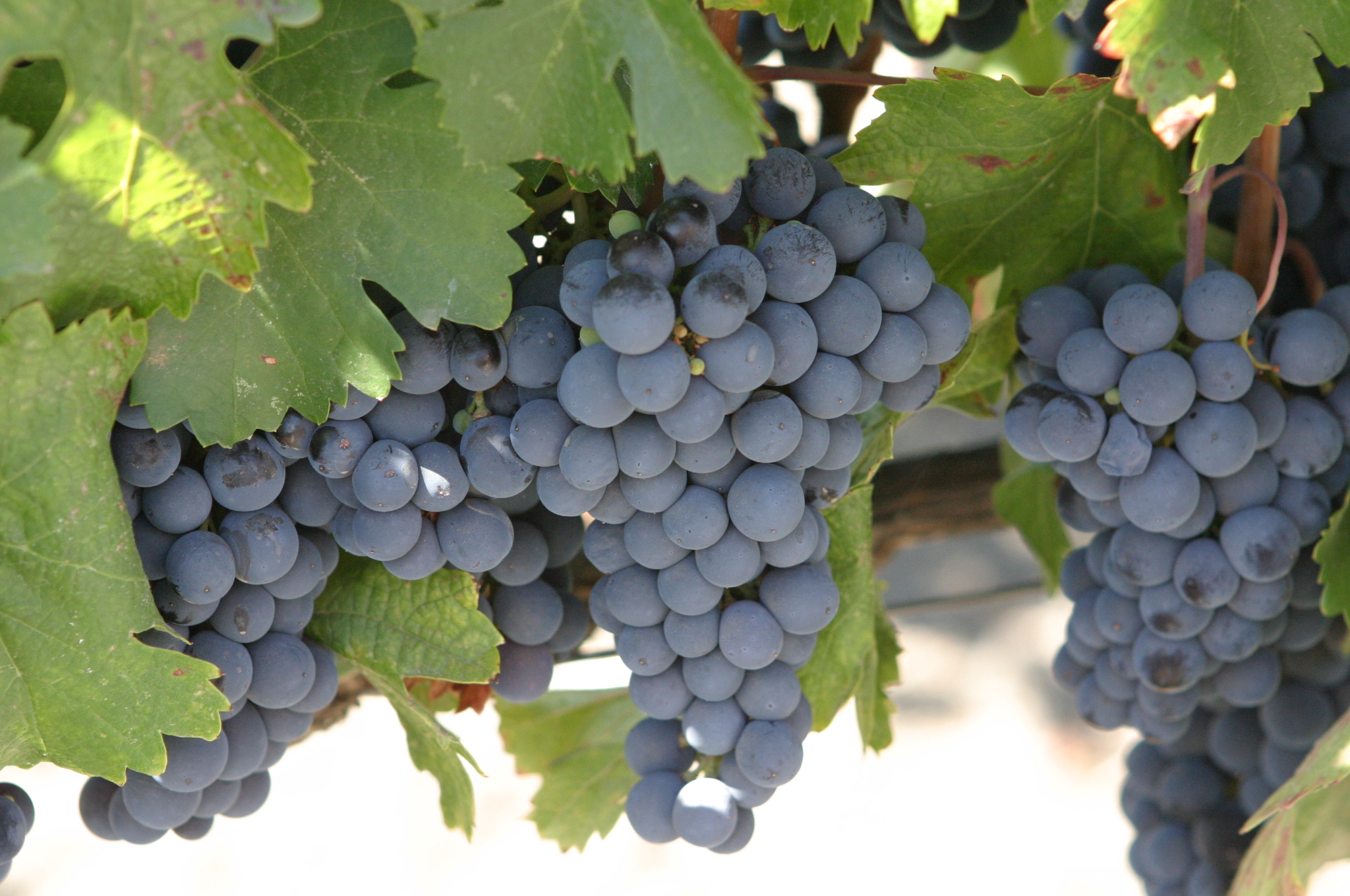 Malbech grape variety, wine cluster photograph