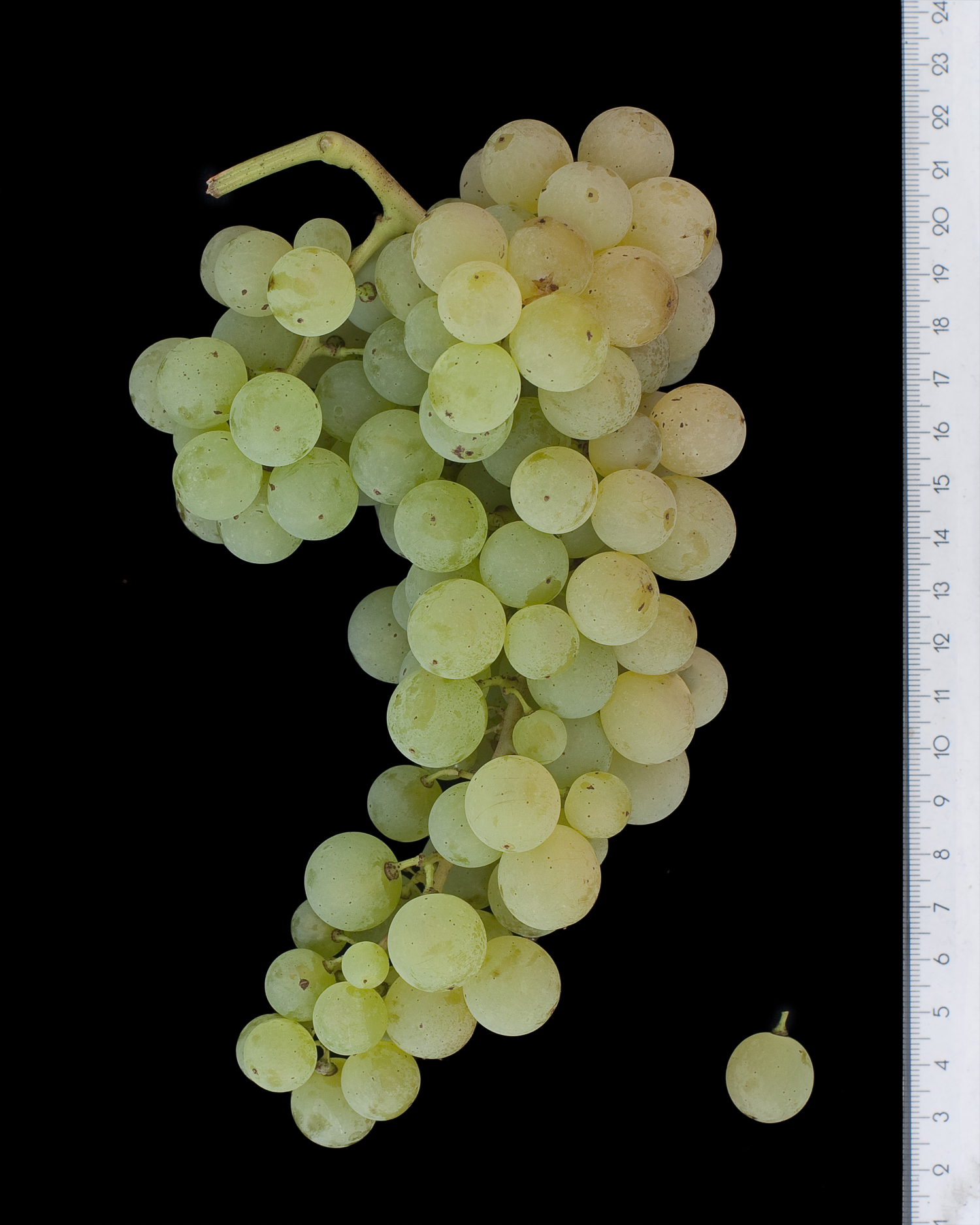 Malvasia Candia grape variety, wine cluster photograph
