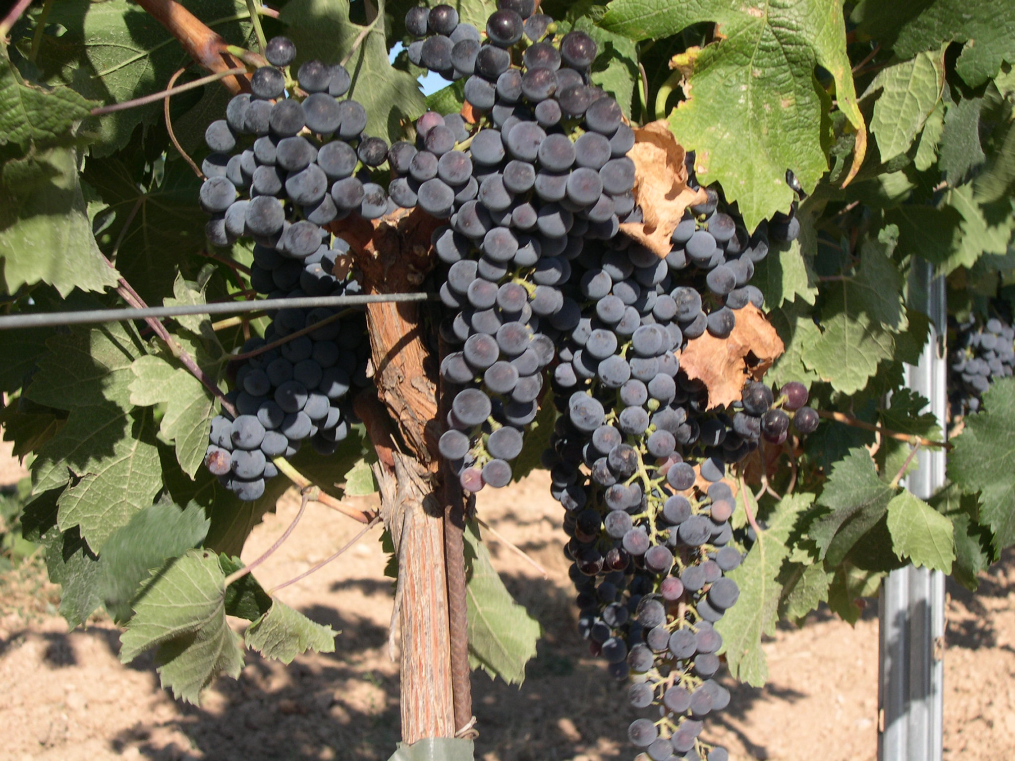 Merlot grape variety, wine cluster photograph