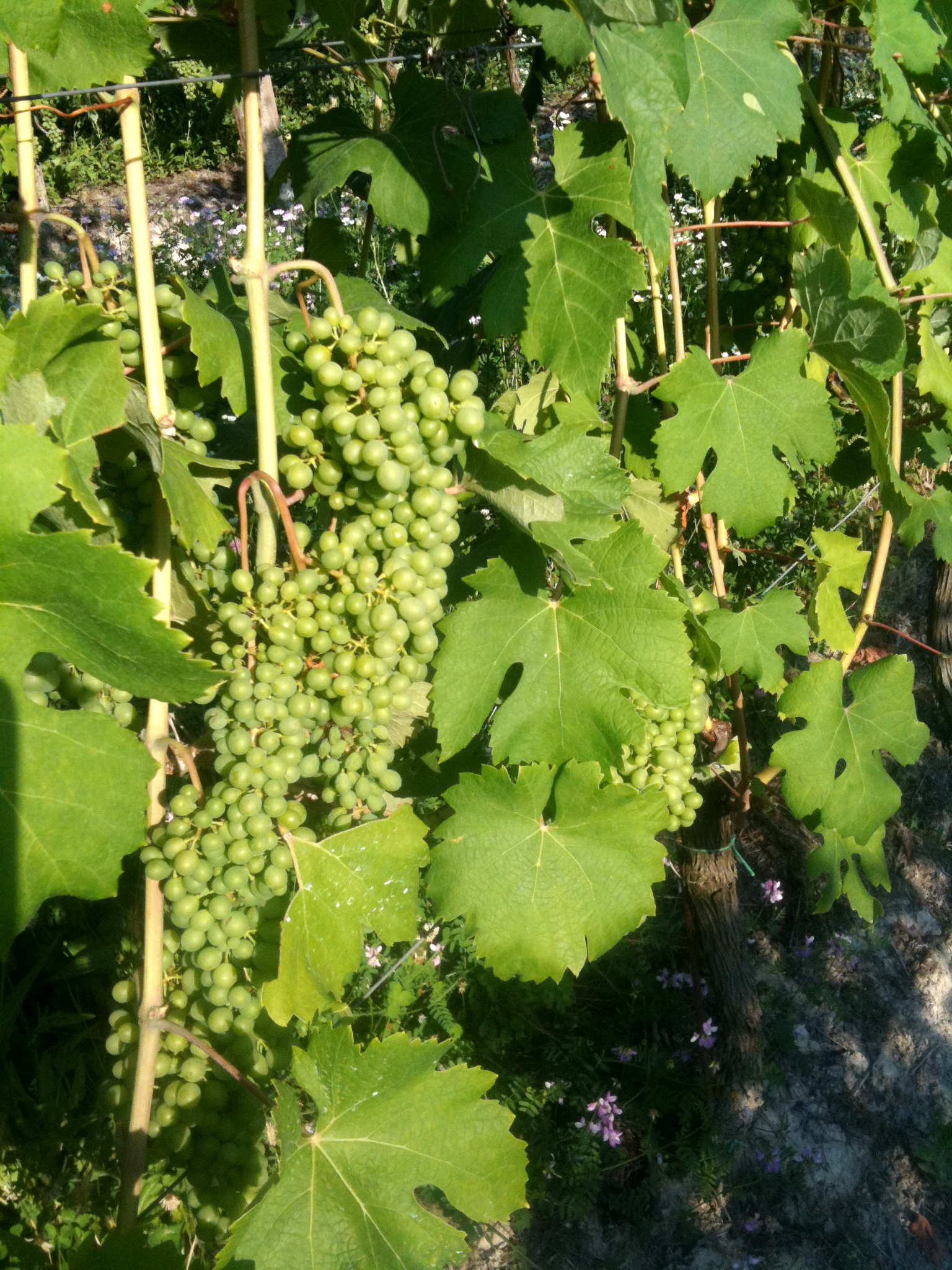 Moscato Bianco grape variety, wine cluster photograph