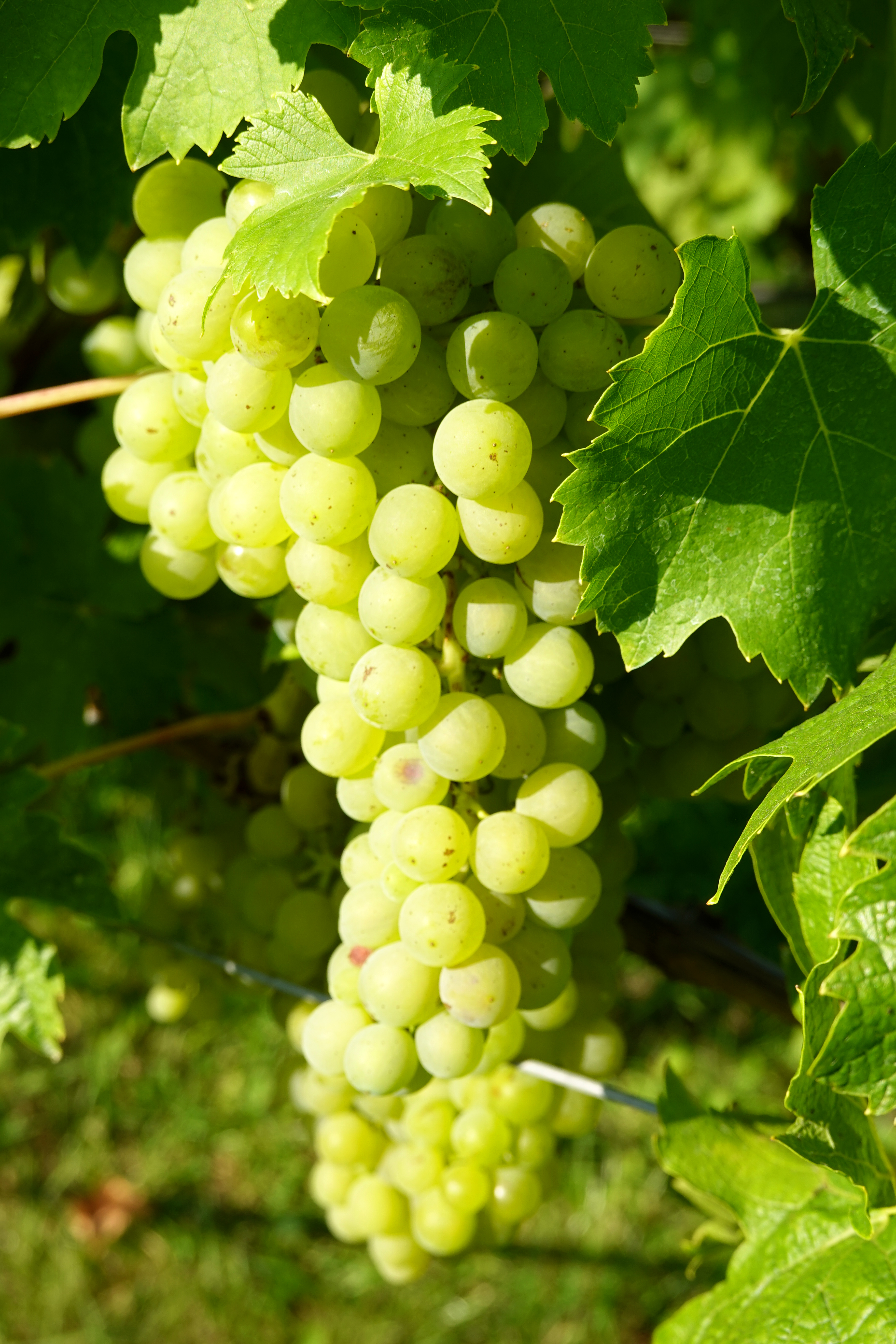 Muller Thurgau grape variety, wine cluster photograph