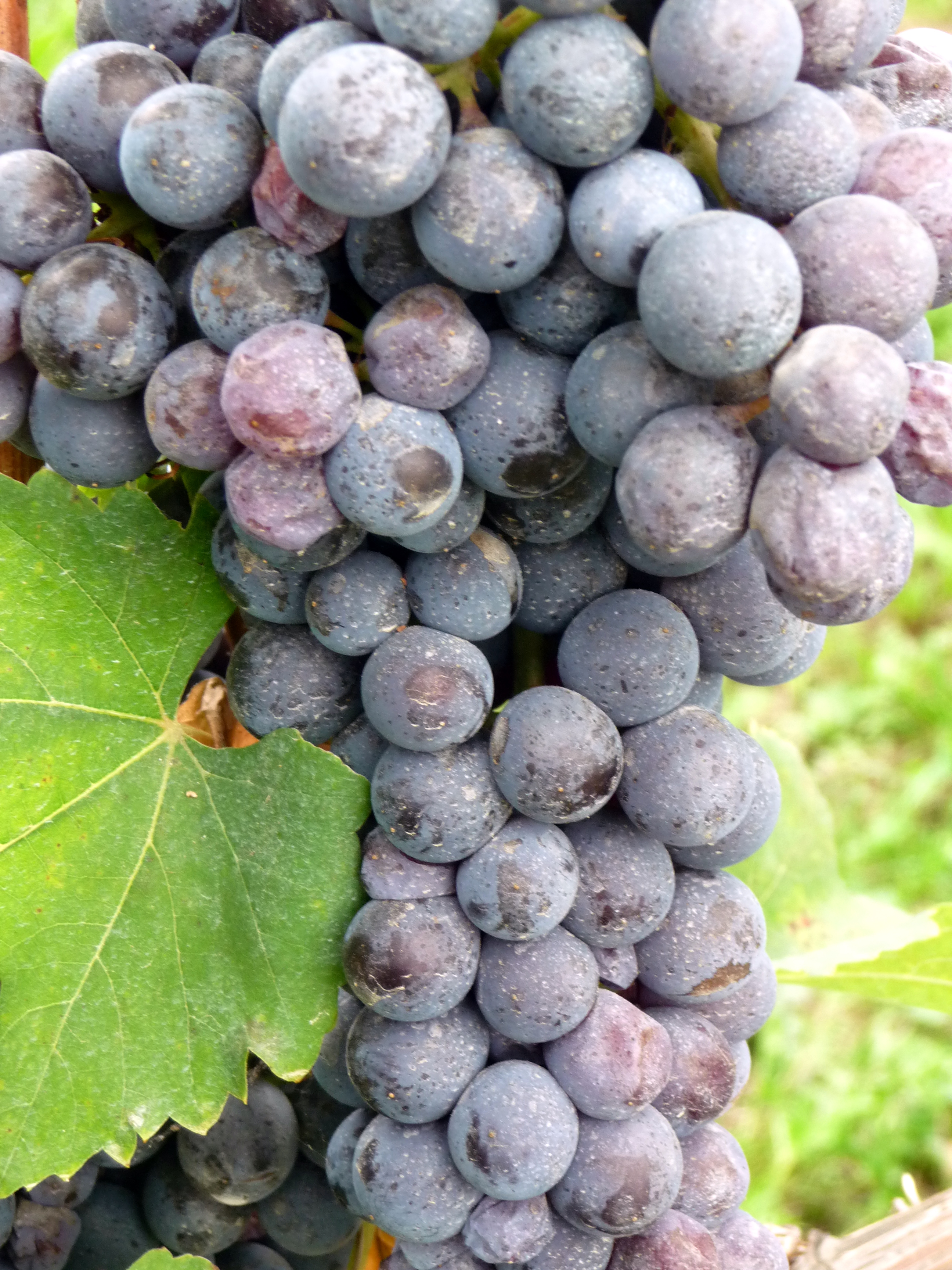 Variété de raisin Nebbiolo, photographie de grappes de vin