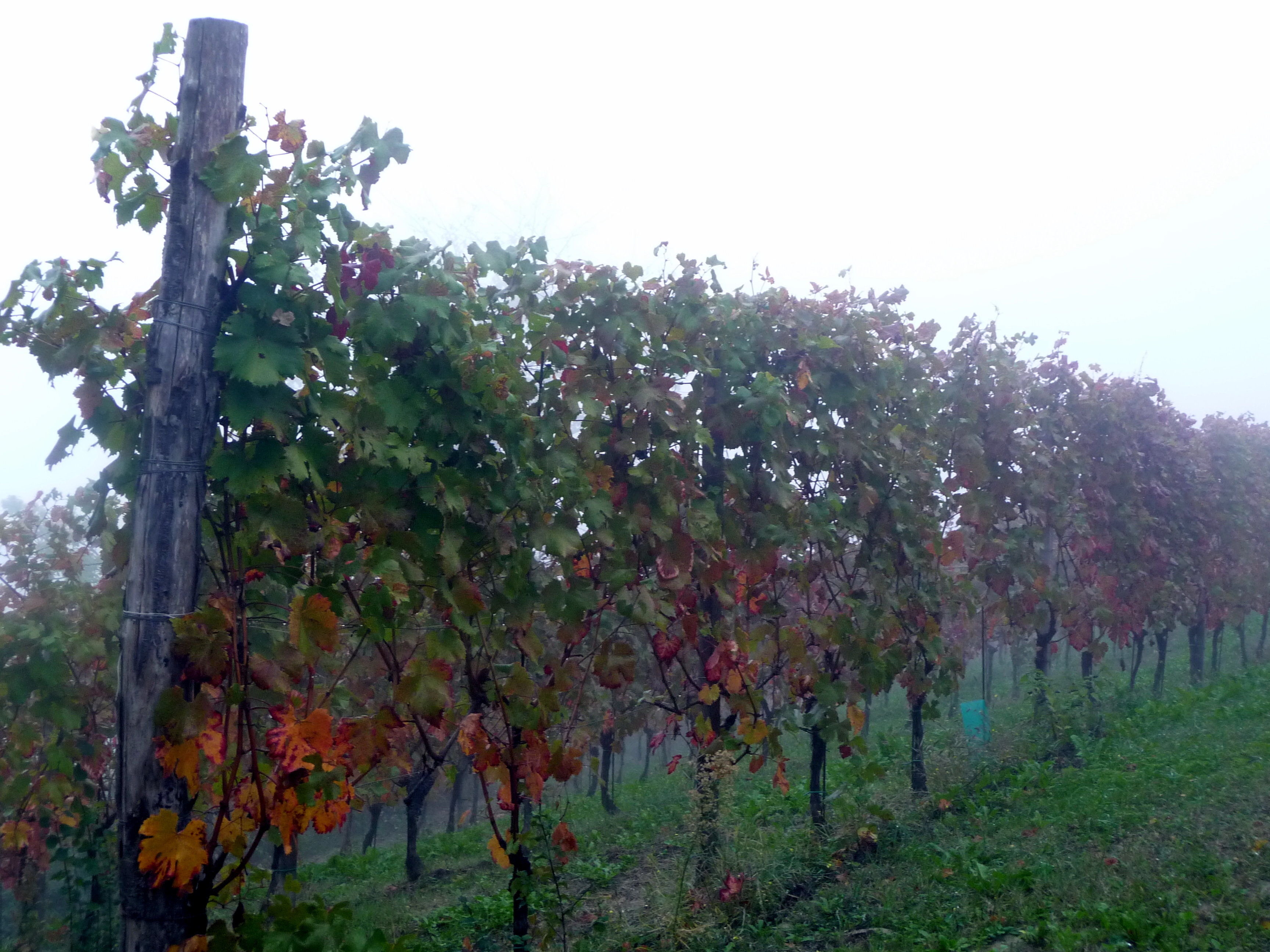 Nebbiolo Langhe grape variety, wine cluster photograph