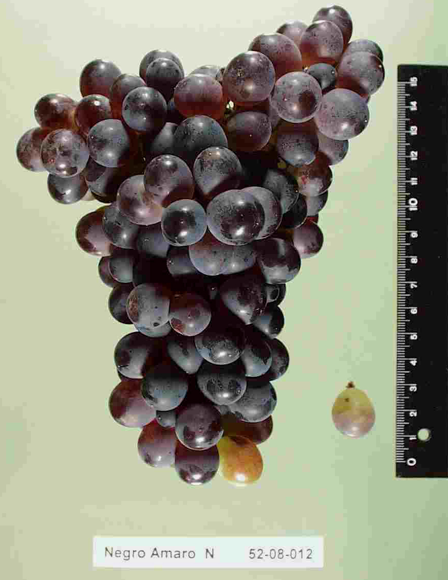 Negroamaro Weintraube, Weinreben-Foto