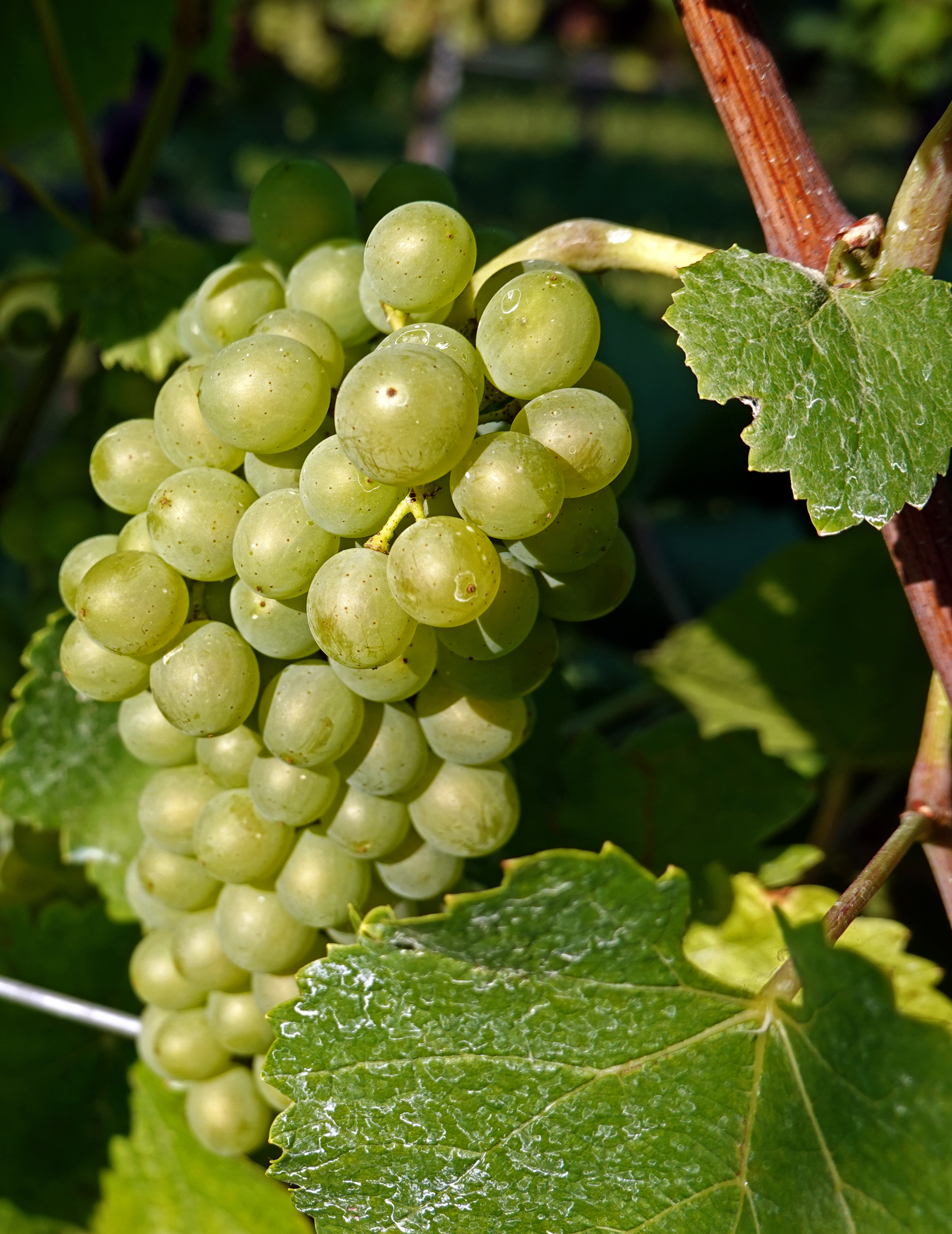 Weißburgunder-Rebsorte, Wein-Traube Foto