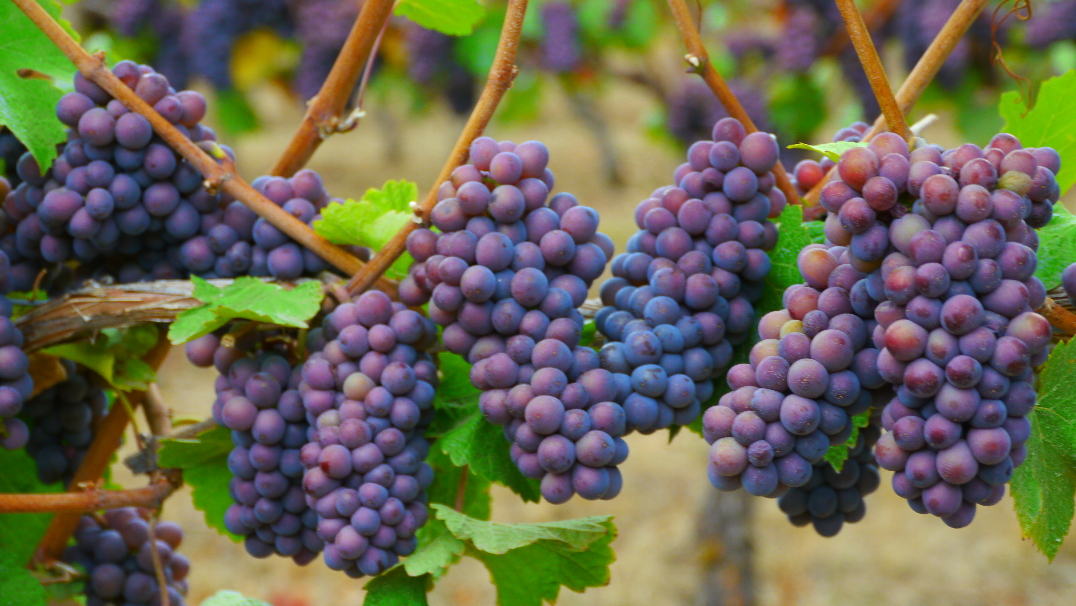 Pinot Chardonnay grape variety, wine cluster photograph