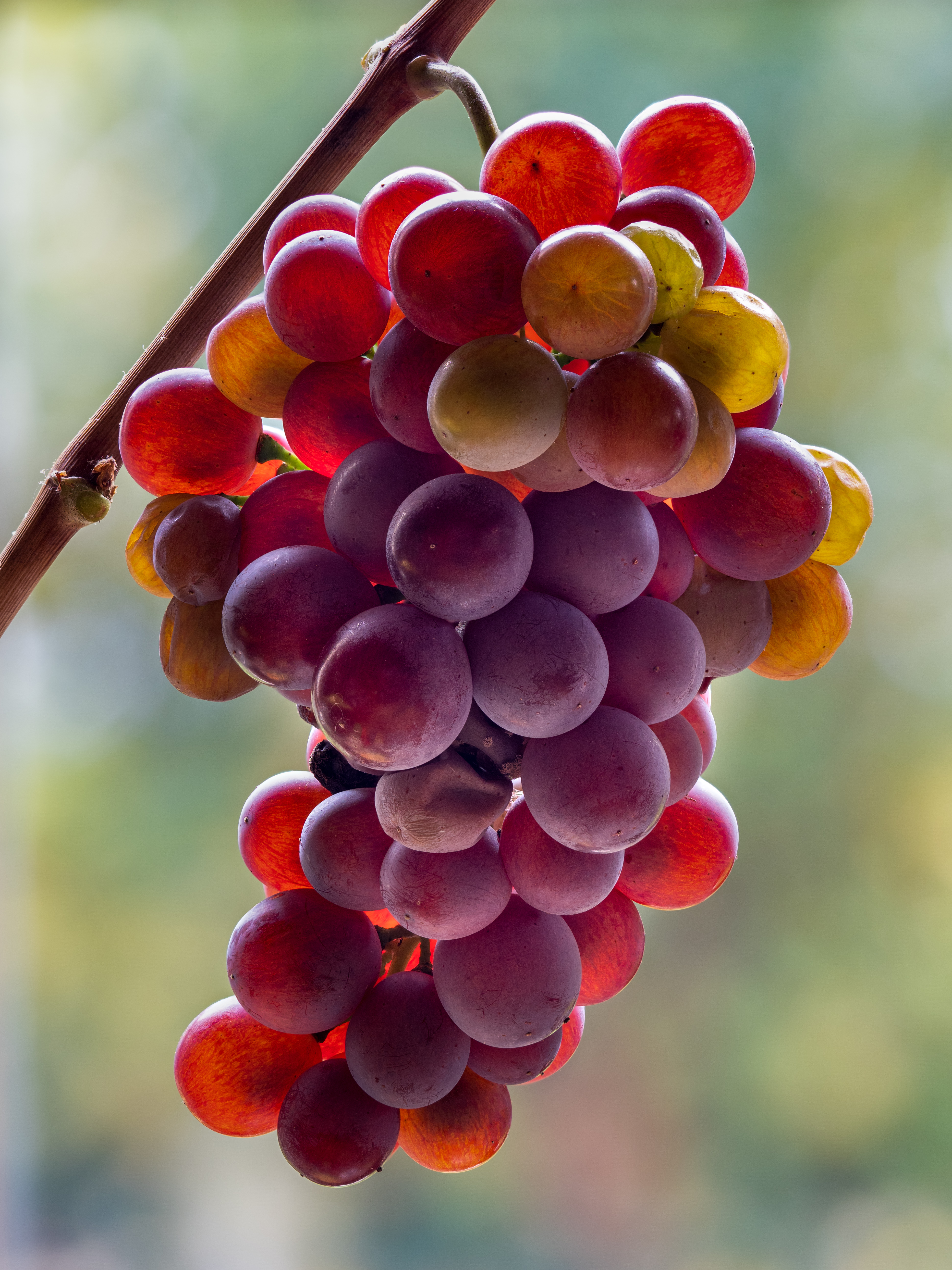 Cépage Pinot, photographie de grappe de vin